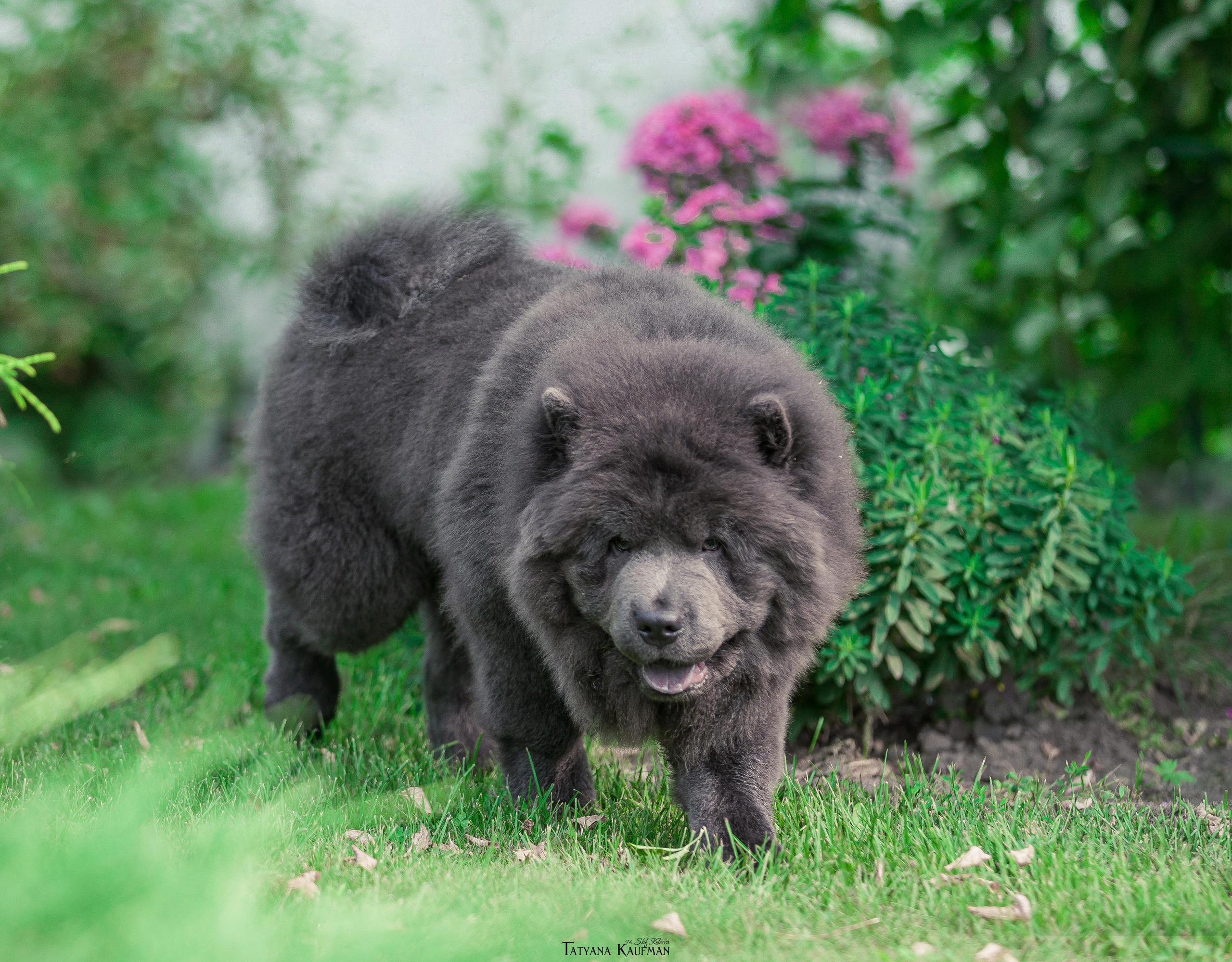 Фотосессия чау-чау. Фотограф Анималист из Новосибирска Татьяна Кауфман