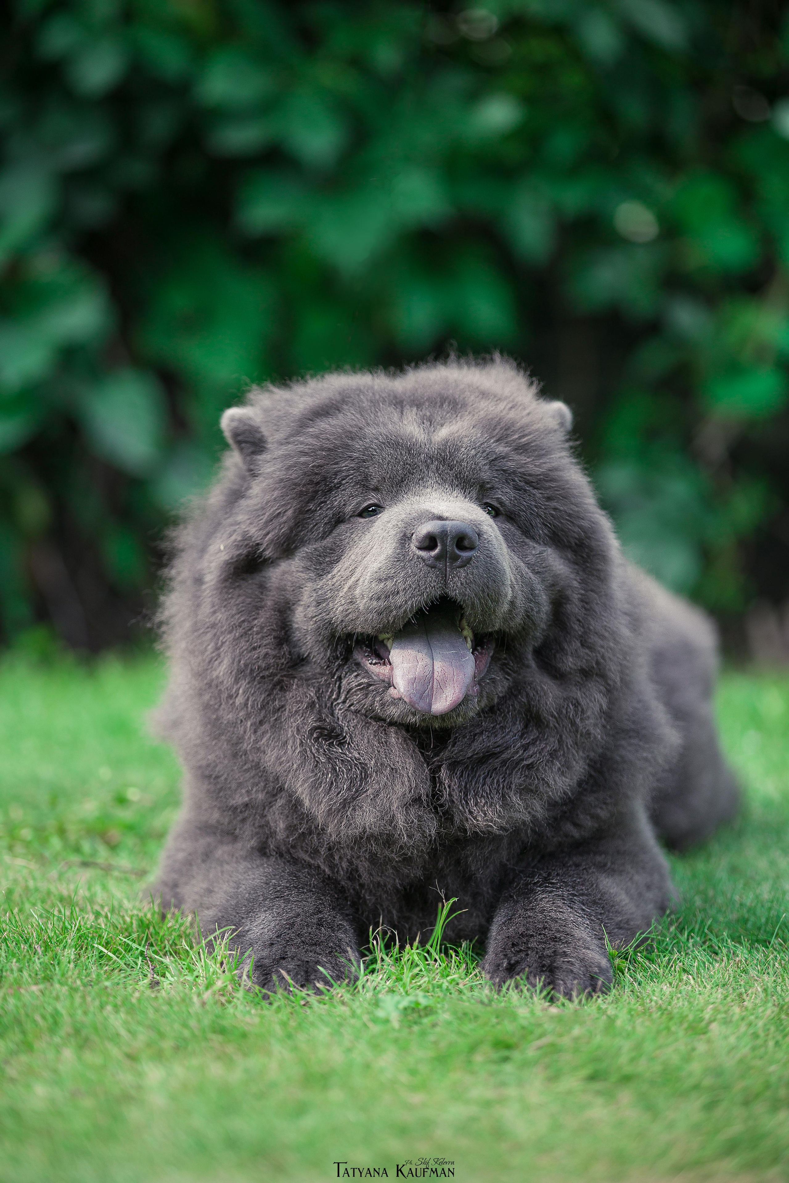 Фотосессия чау-чау. Фотограф Анималист из Новосибирска Татьяна Кауфман