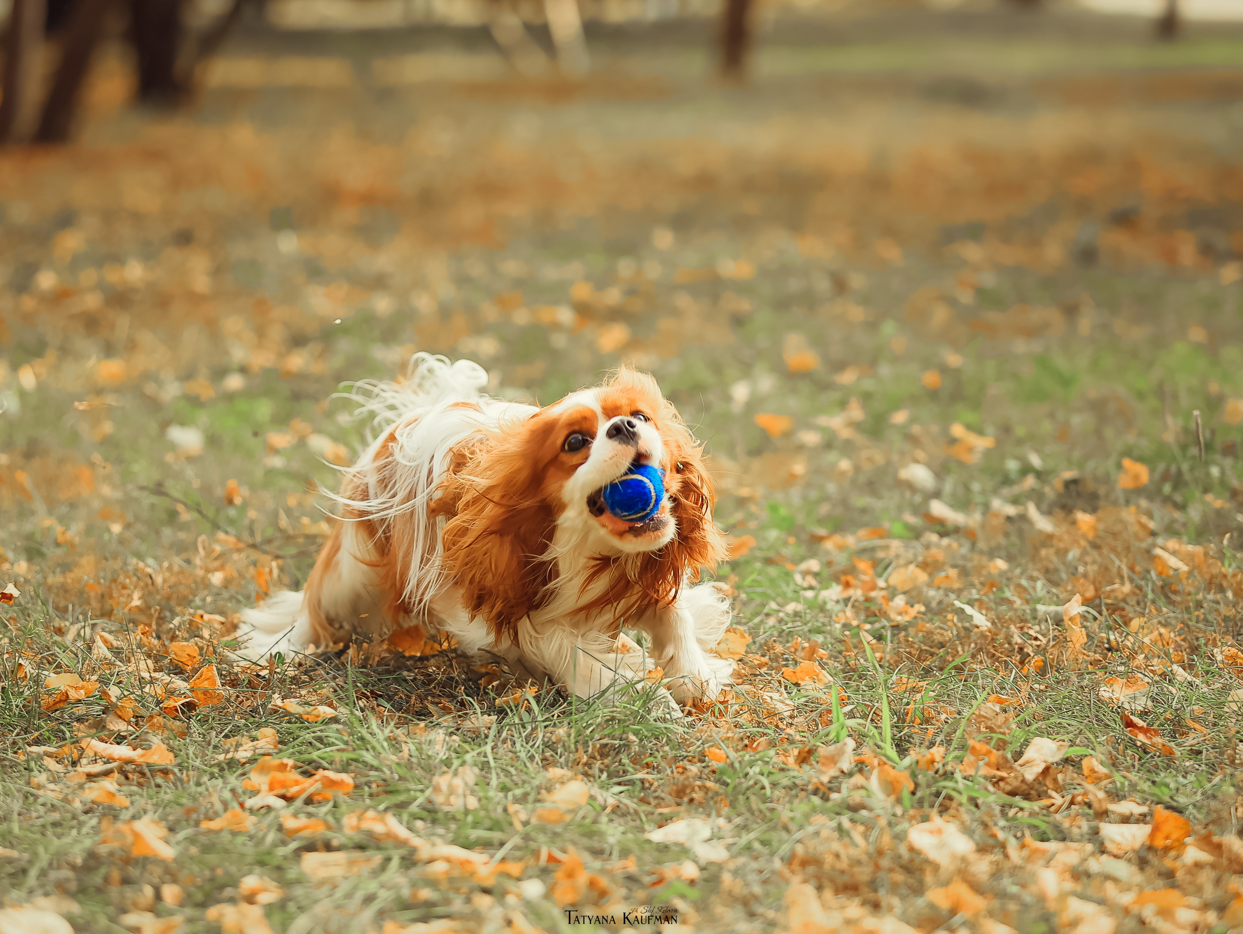 Осенние Корги и Кавалер. Фотограф Анималист из Новосибирска Татьяна Кауфман