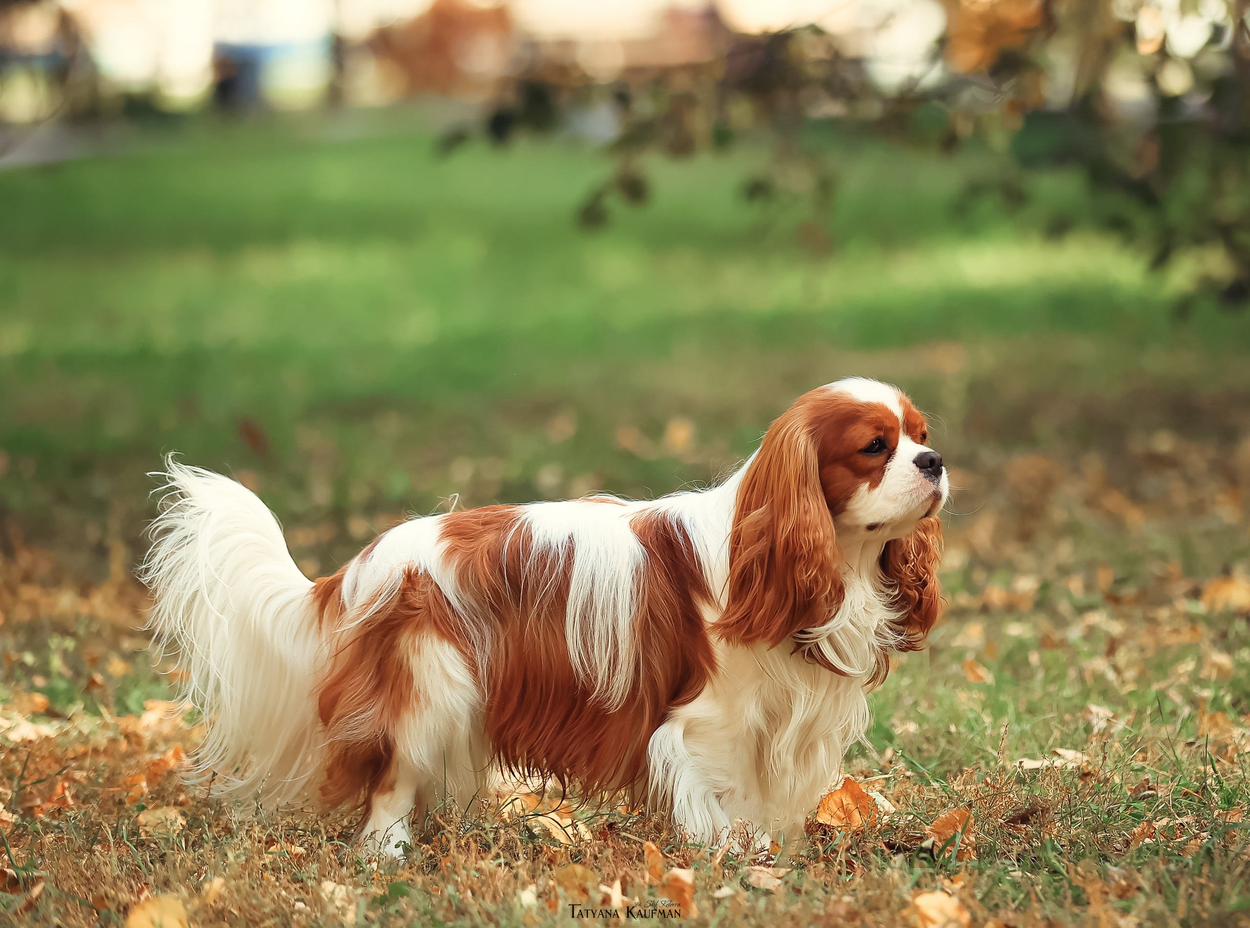 Осенние Корги и Кавалер. Фотограф Анималист из Новосибирска Татьяна Кауфман