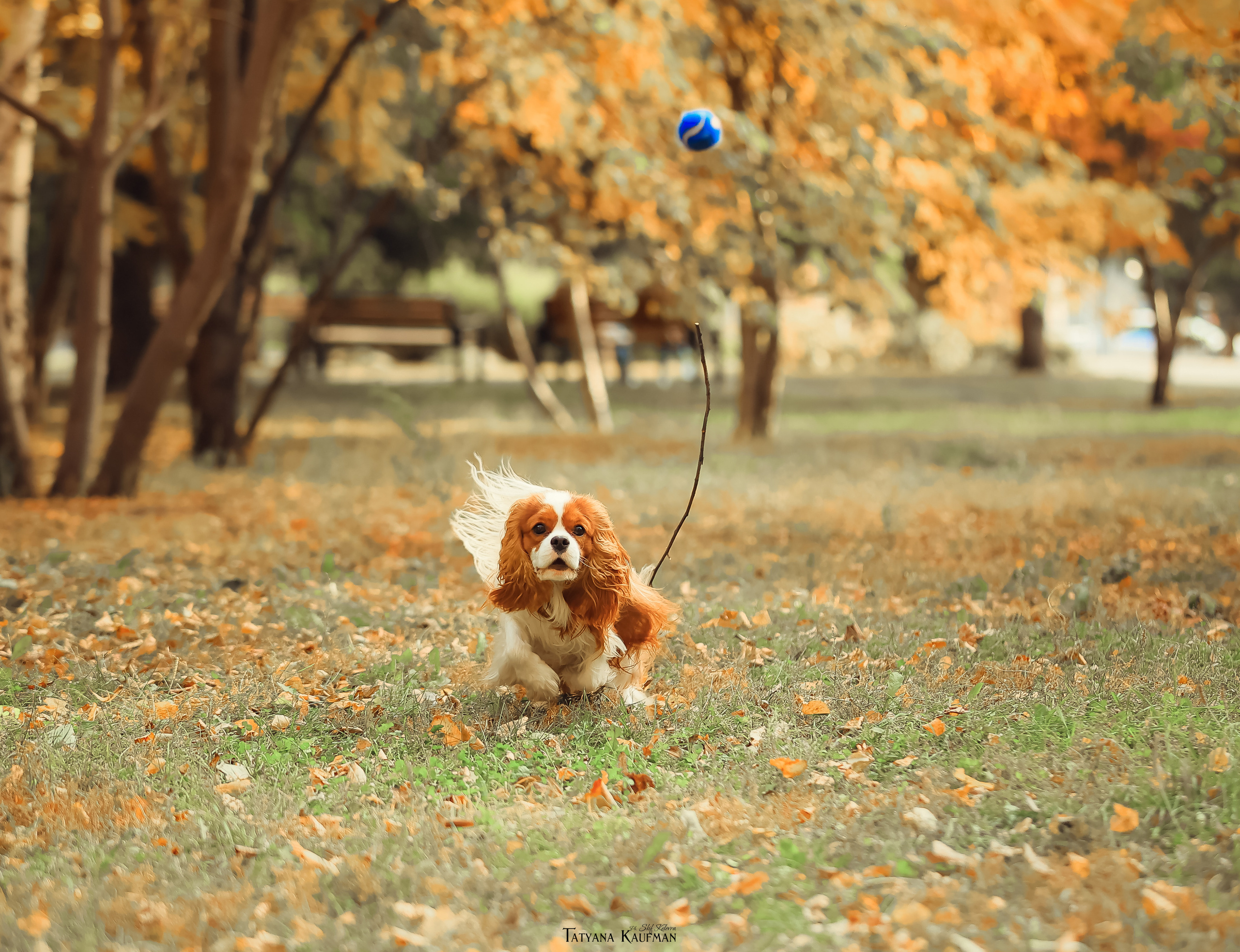 Осенние Корги и Кавалер. Фотограф Анималист из Новосибирска Татьяна Кауфман