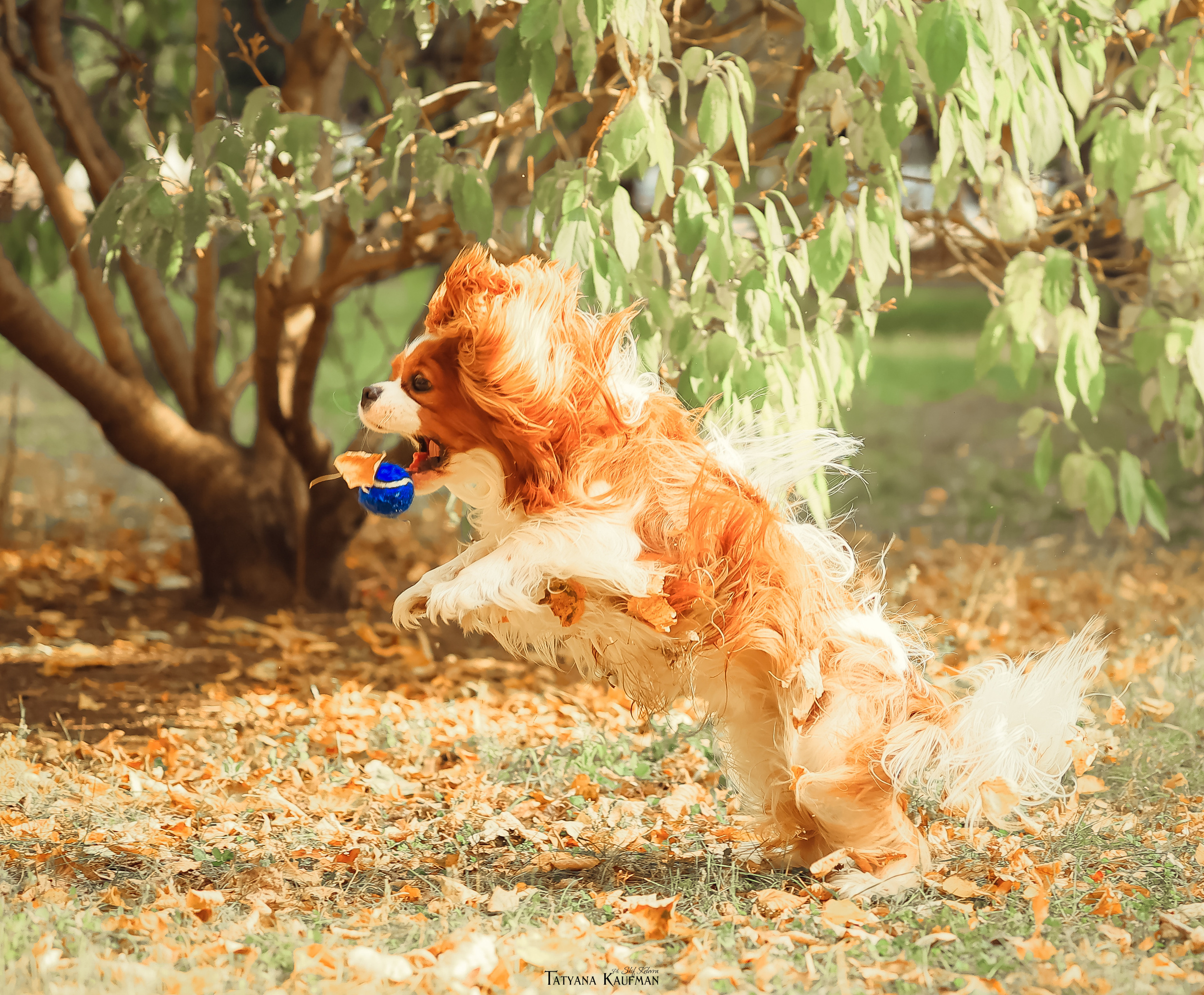 Осенние Корги и Кавалер. Фотограф Анималист из Новосибирска Татьяна Кауфман
