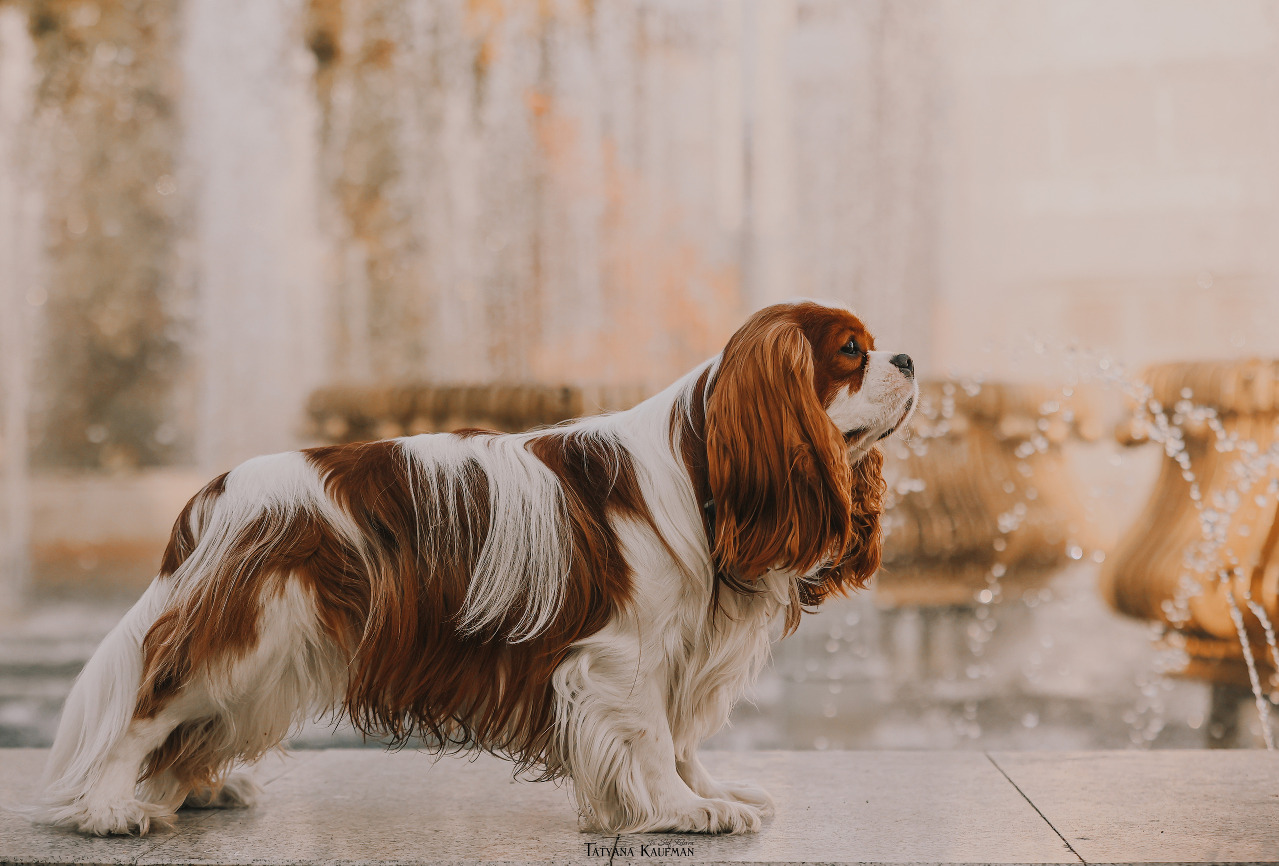Осенние Корги и Кавалер. Фотограф Анималист из Новосибирска Татьяна Кауфман