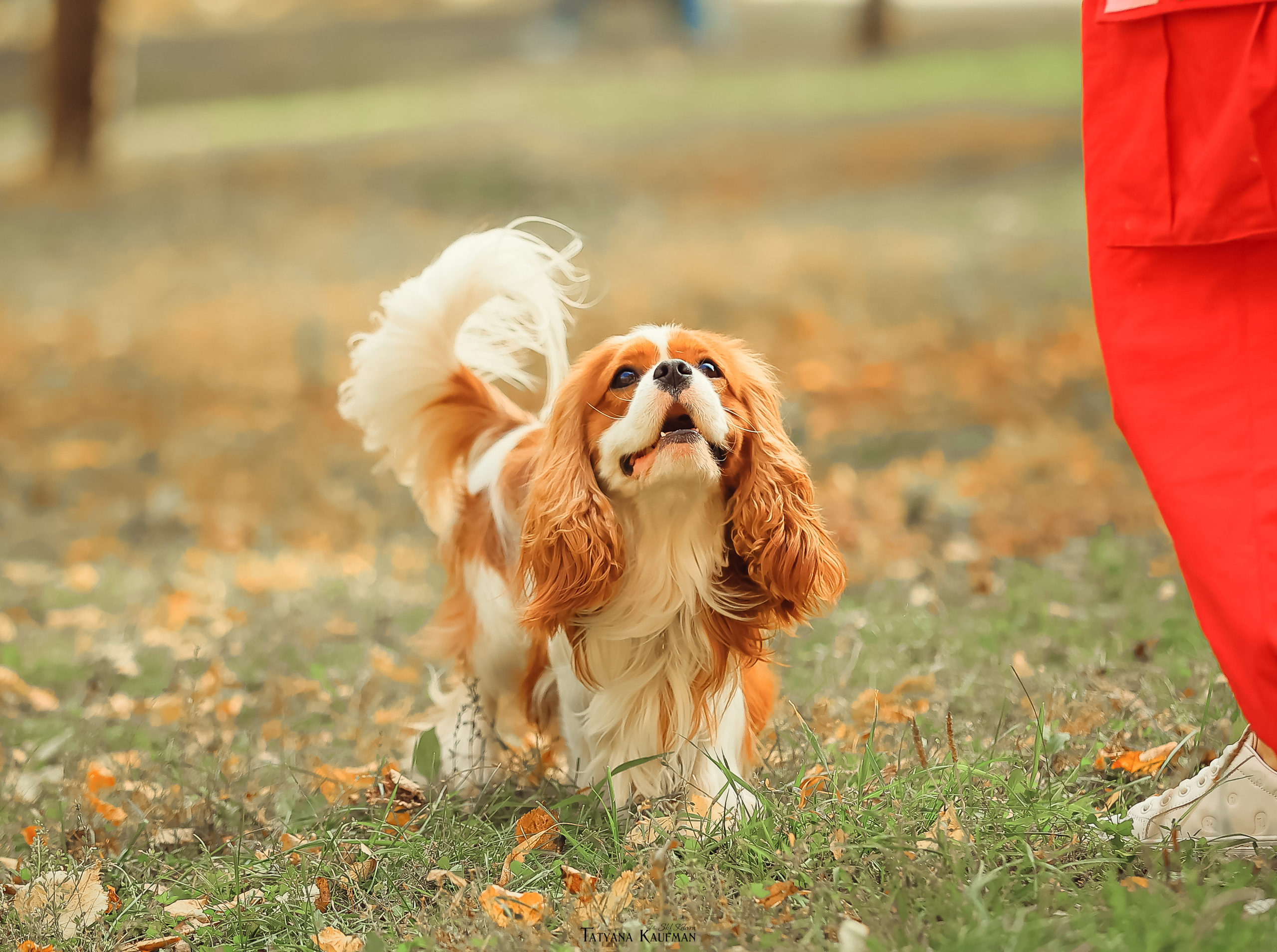 Осенние Корги и Кавалер. Фотограф Анималист из Новосибирска Татьяна Кауфман
