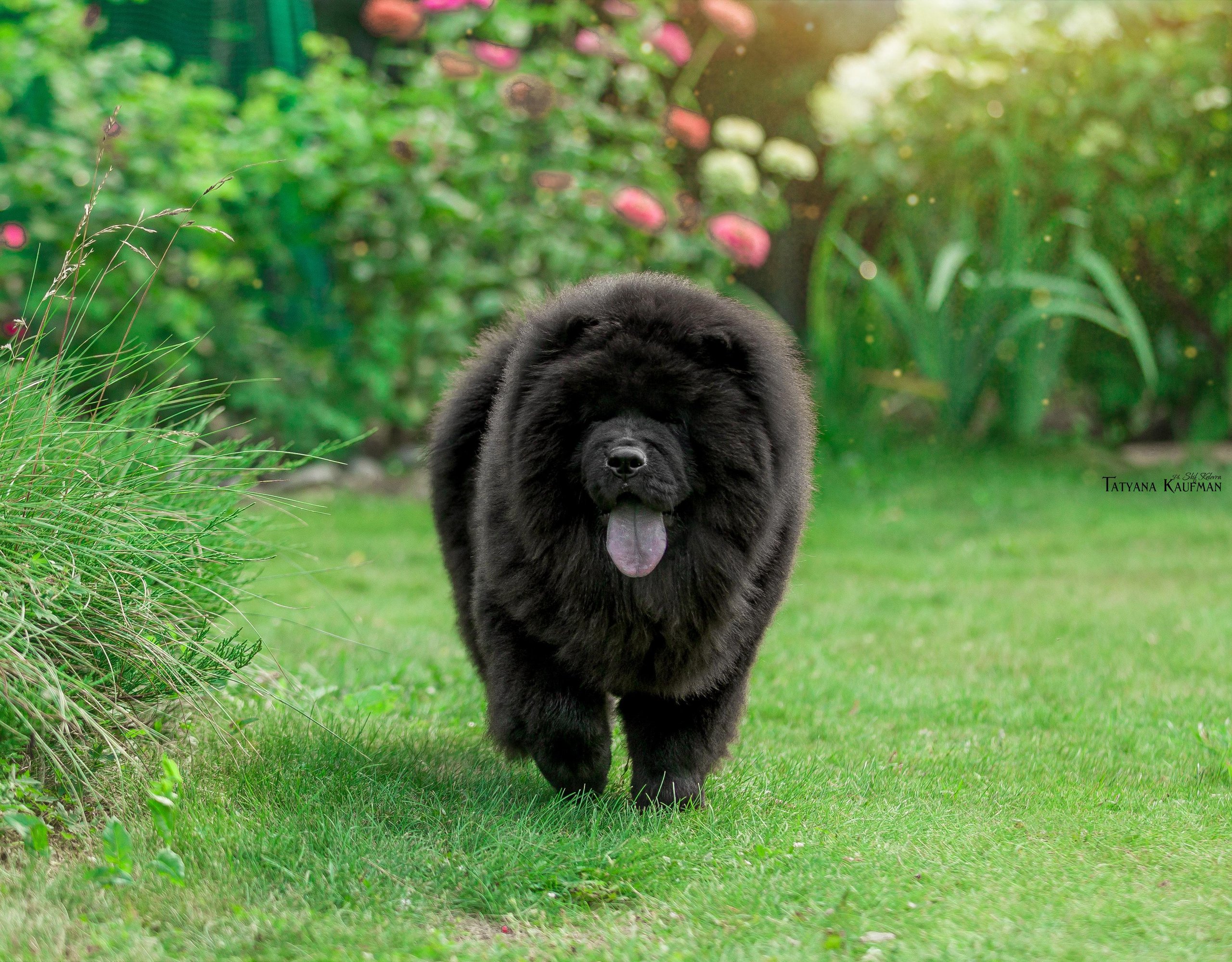Фотосессия чау-чау. Фотограф Анималист из Новосибирска Татьяна Кауфман