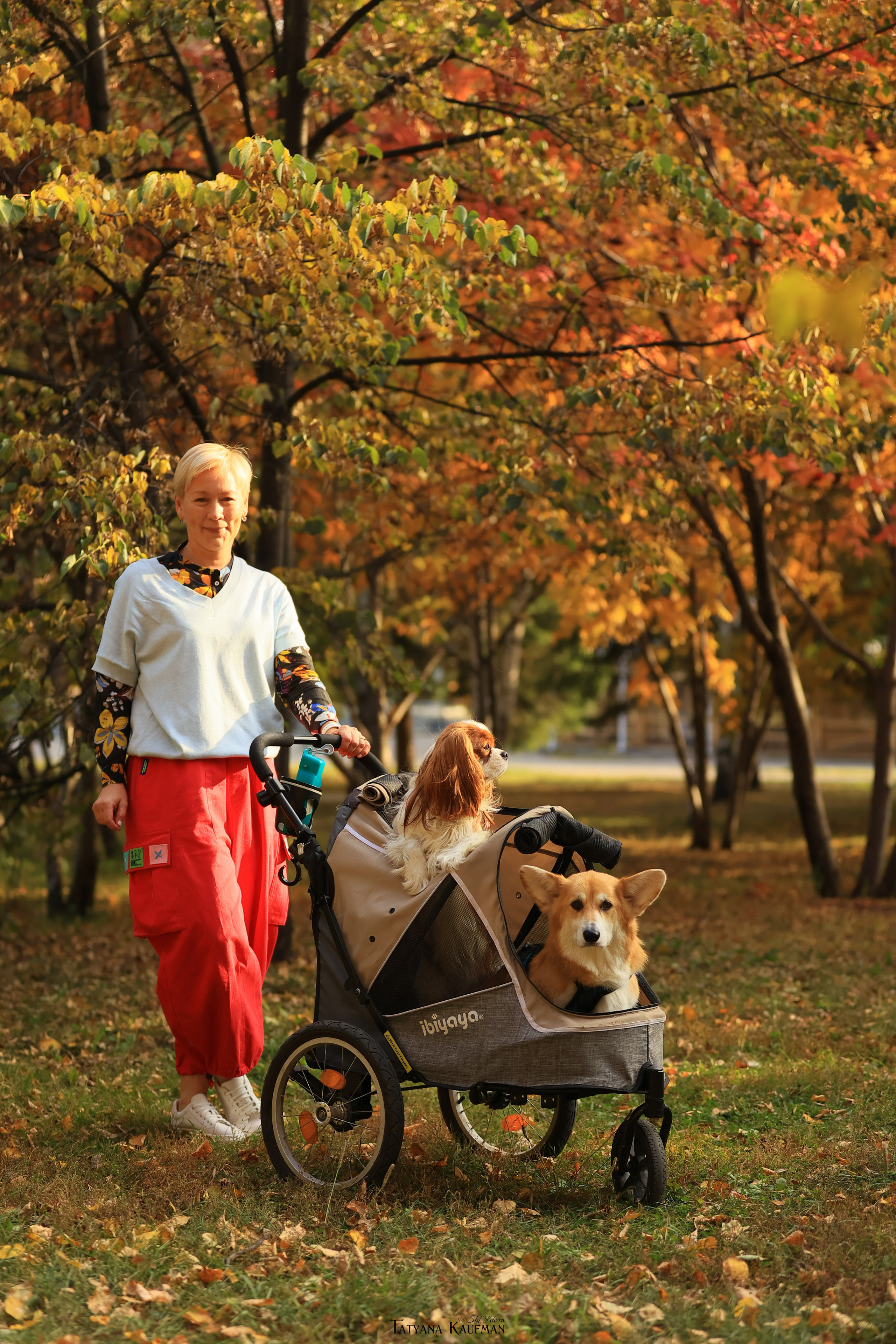 Осенние Корги и Кавалер. Фотограф Анималист из Новосибирска Татьяна Кауфман