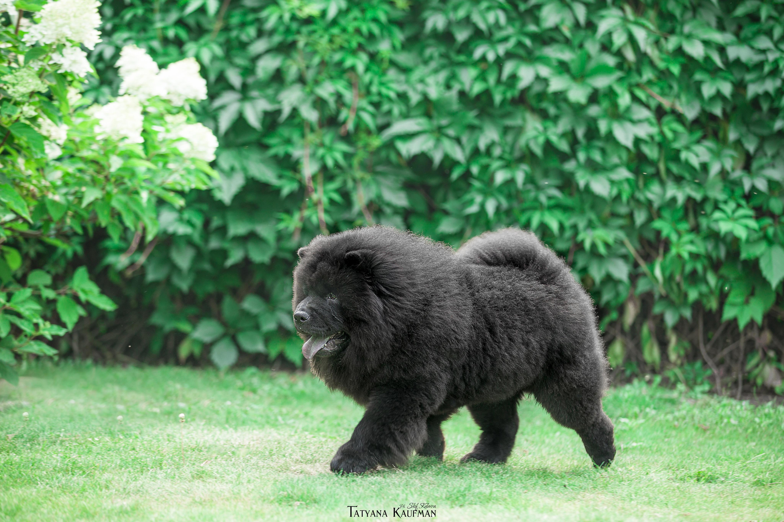 Фотосессия чау-чау. Фотограф Анималист из Новосибирска Татьяна Кауфман