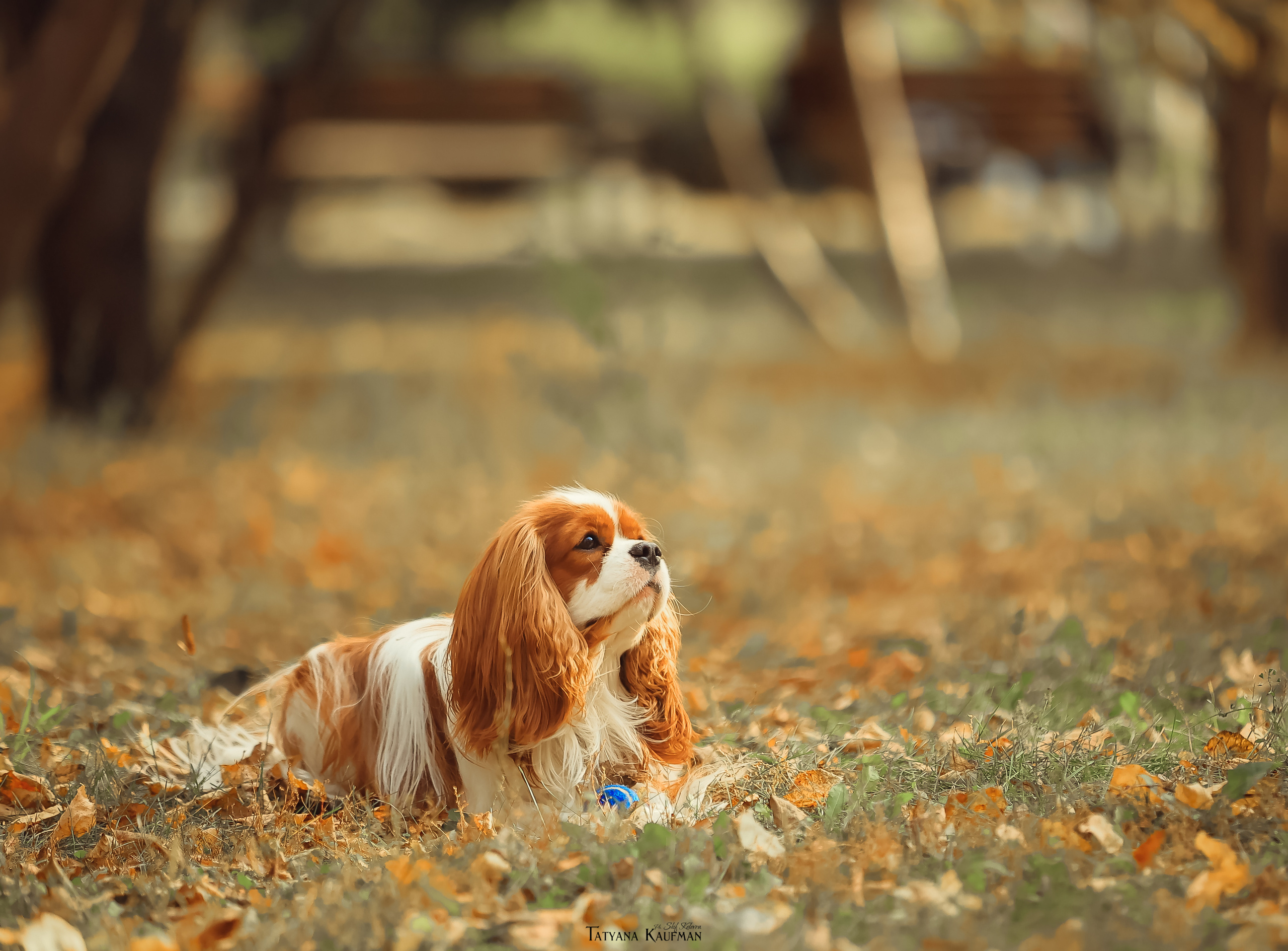 Осенние Корги и Кавалер. Фотограф Анималист из Новосибирска Татьяна Кауфман