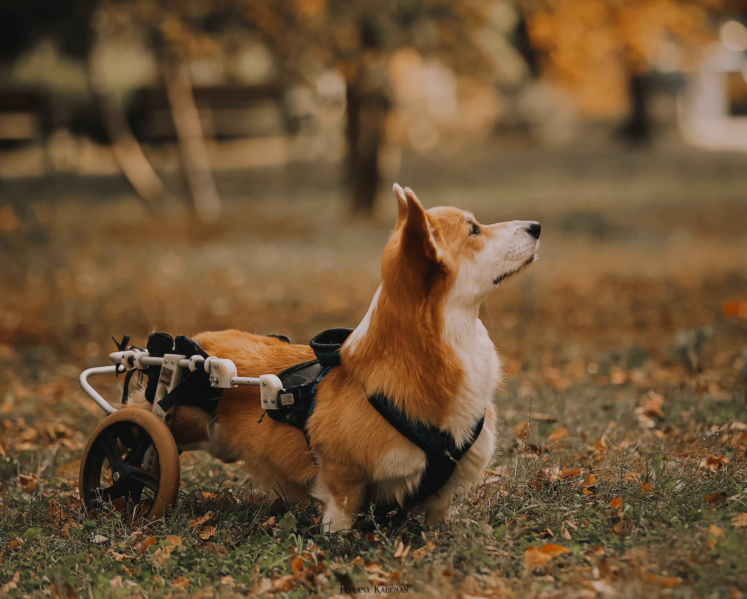 Осенние Корги и Кавалер. Фотограф Анималист из Новосибирска Татьяна Кауфман