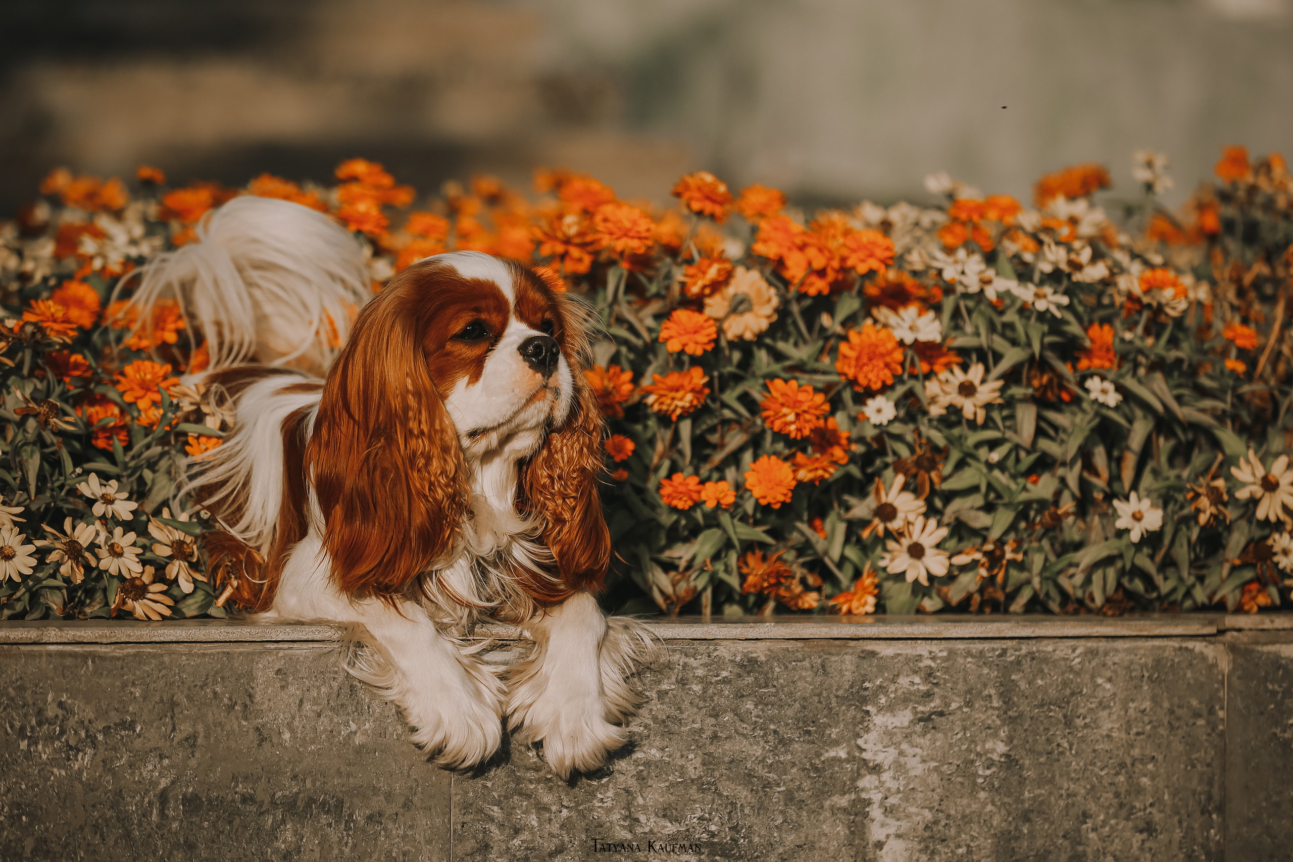 Осенние Корги и Кавалер. Фотограф Анималист из Новосибирска Татьяна Кауфман