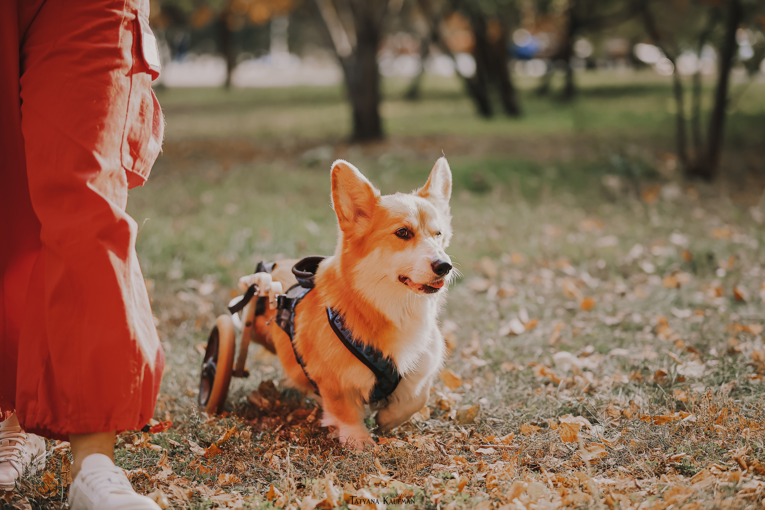 Осенние Корги и Кавалер. Фотограф Анималист из Новосибирска Татьяна Кауфман