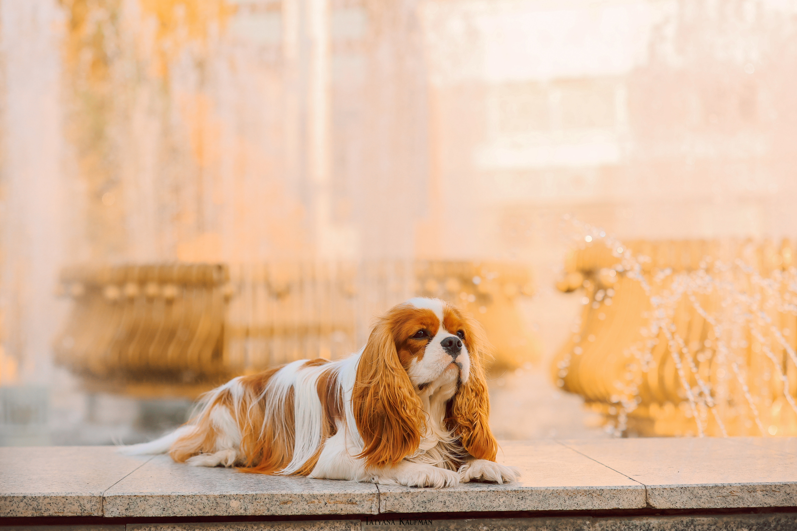 Осенние Корги и Кавалер. Фотограф Анималист из Новосибирска Татьяна Кауфман