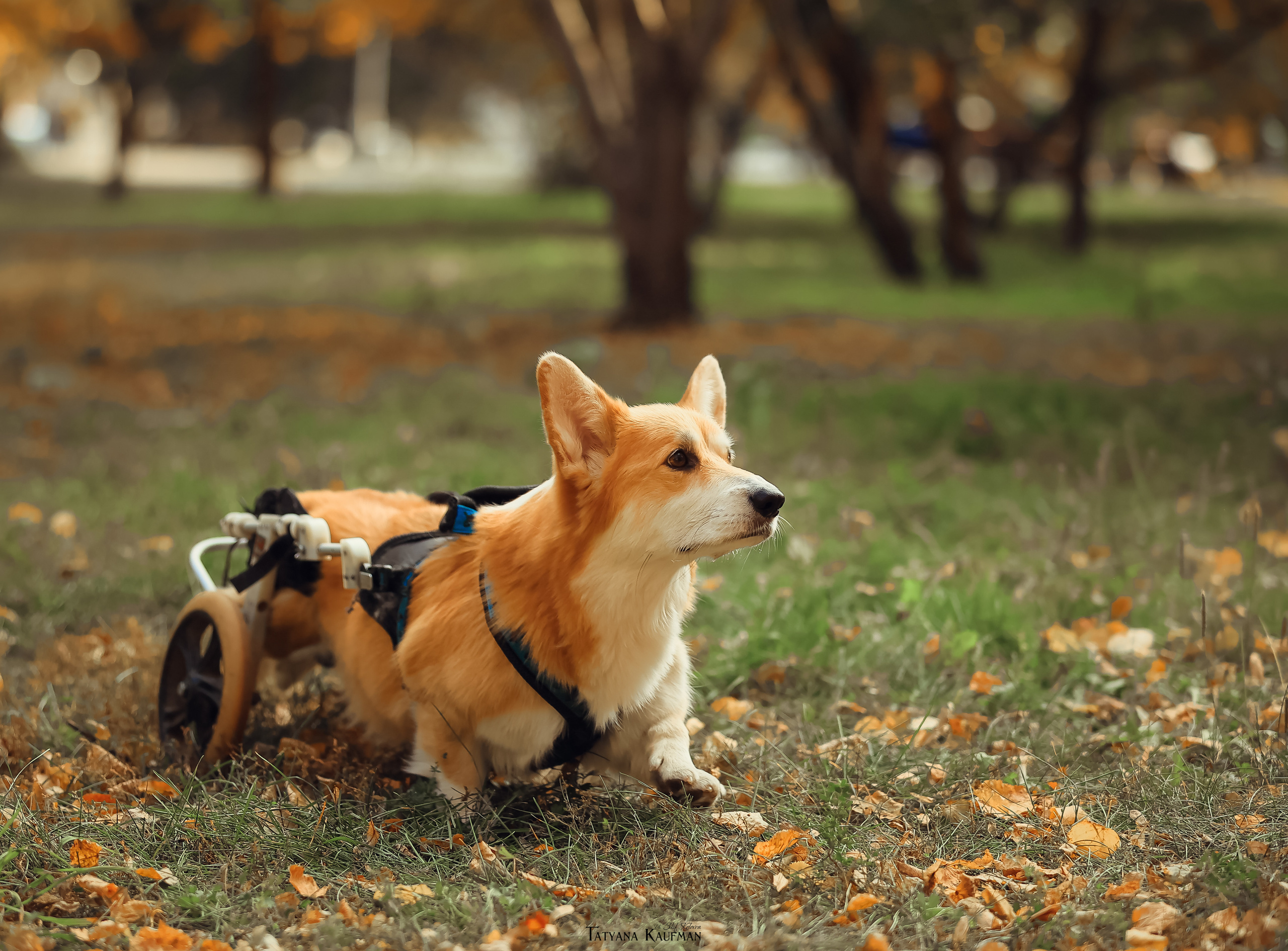 Осенние Корги и Кавалер. Фотограф Анималист из Новосибирска Татьяна Кауфман