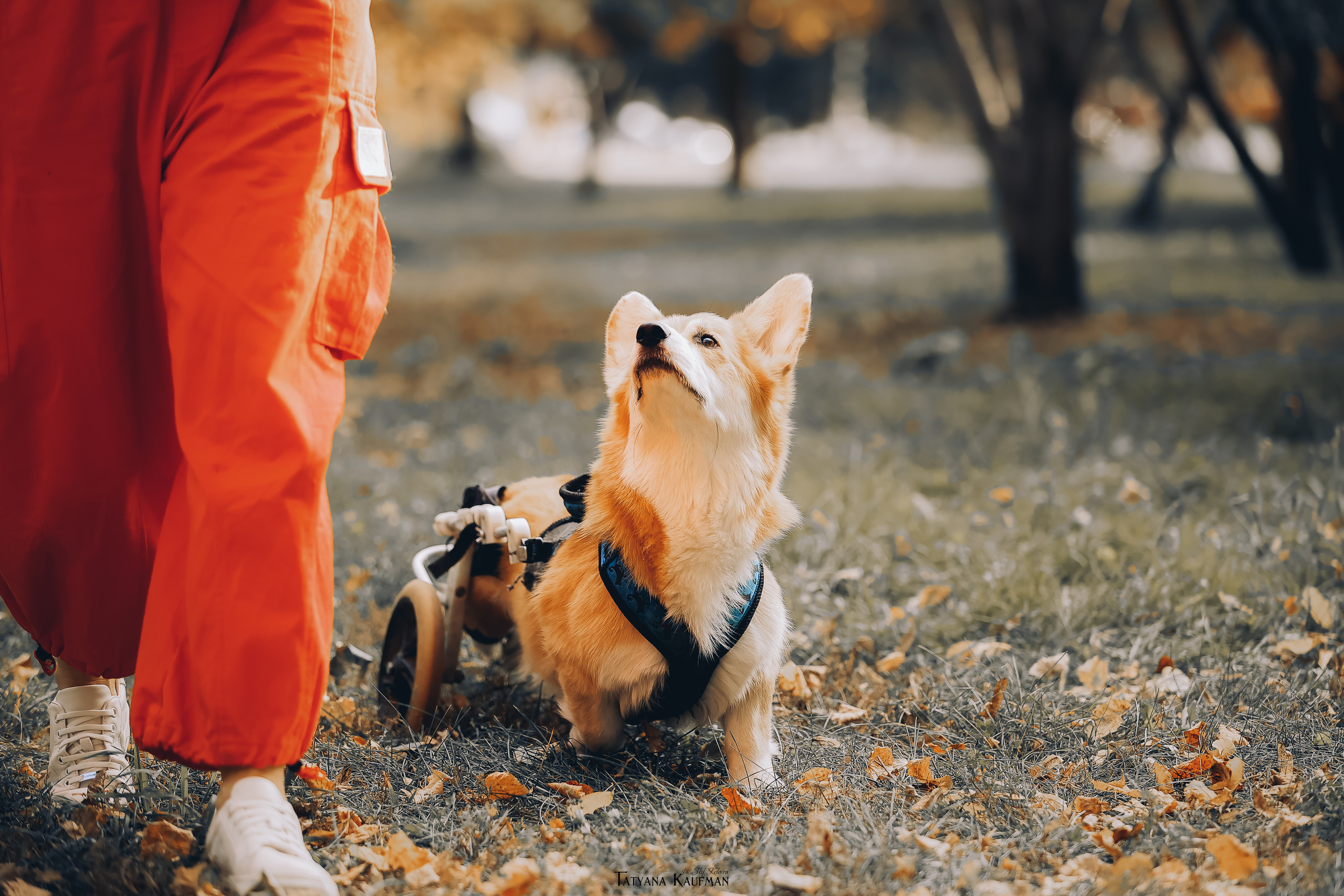 Осенние Корги и Кавалер. Фотограф Анималист из Новосибирска Татьяна Кауфман