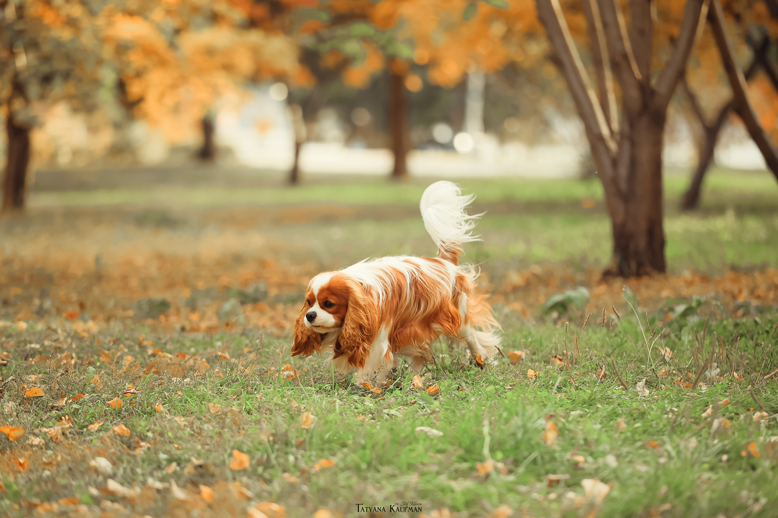 Осенние Корги и Кавалер. Фотограф Анималист из Новосибирска Татьяна Кауфман