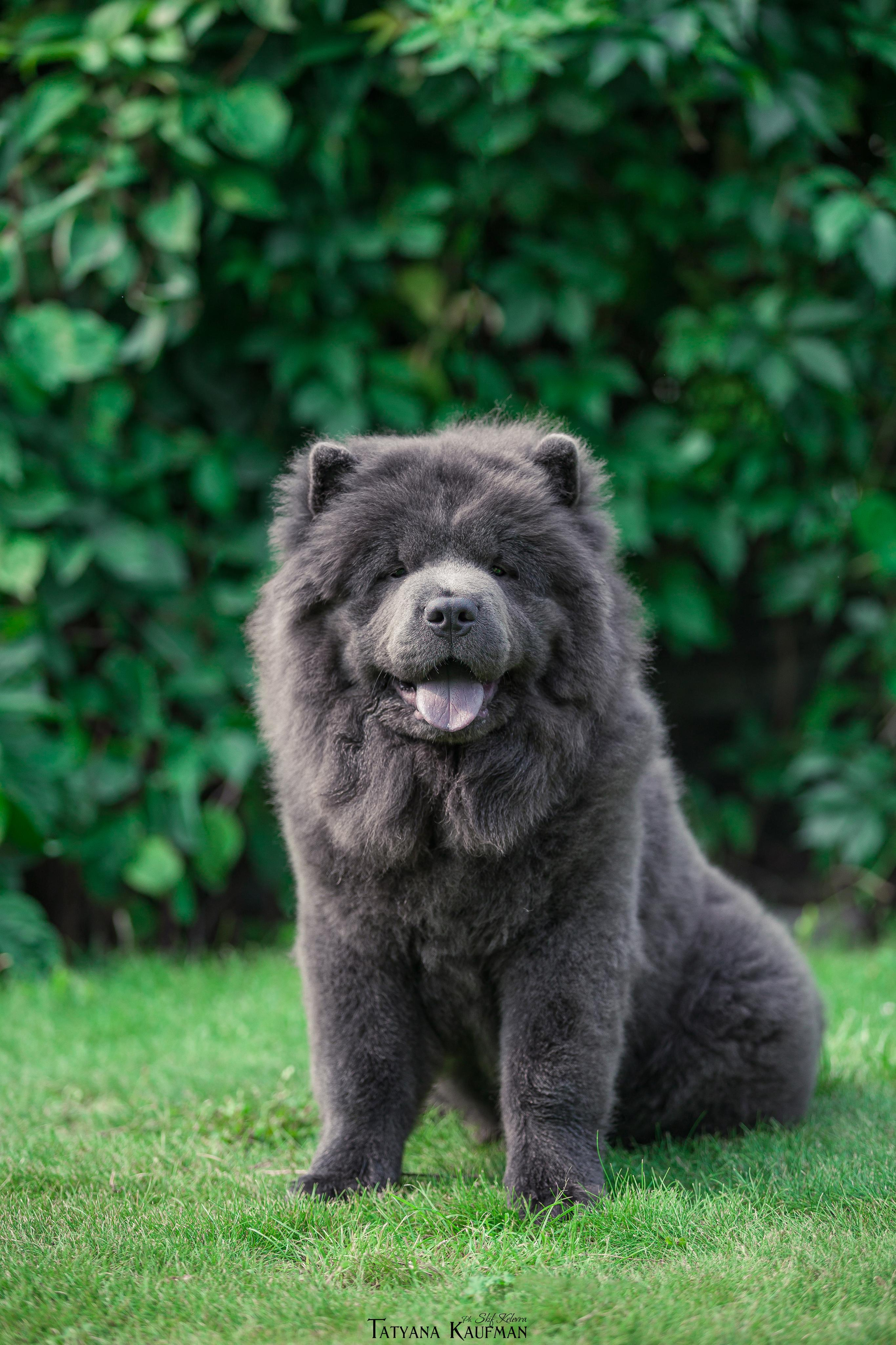 Фотосессия чау-чау. Фотограф Анималист из Новосибирска Татьяна Кауфман