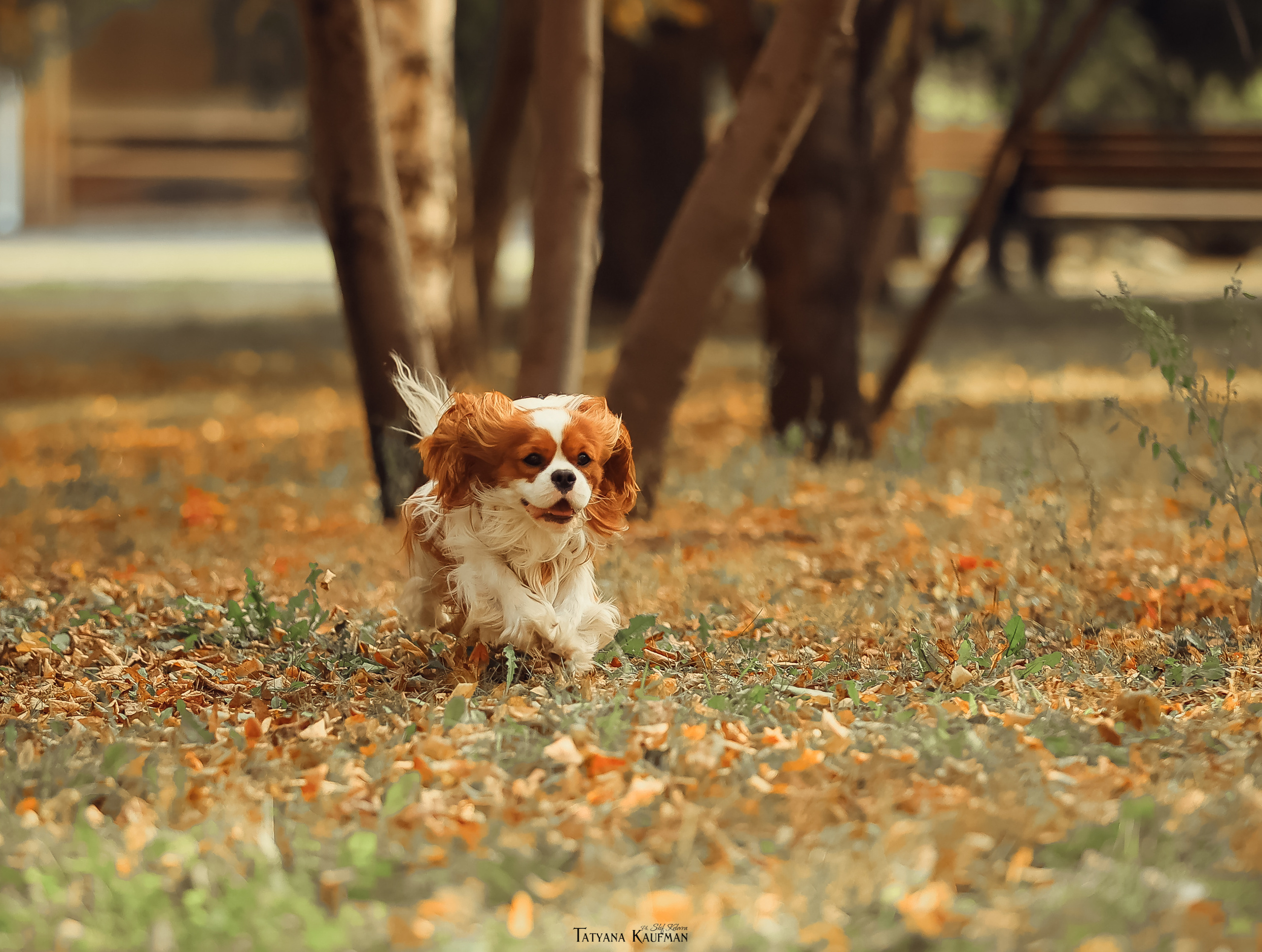 Осенние Корги и Кавалер. Фотограф Анималист из Новосибирска Татьяна Кауфман