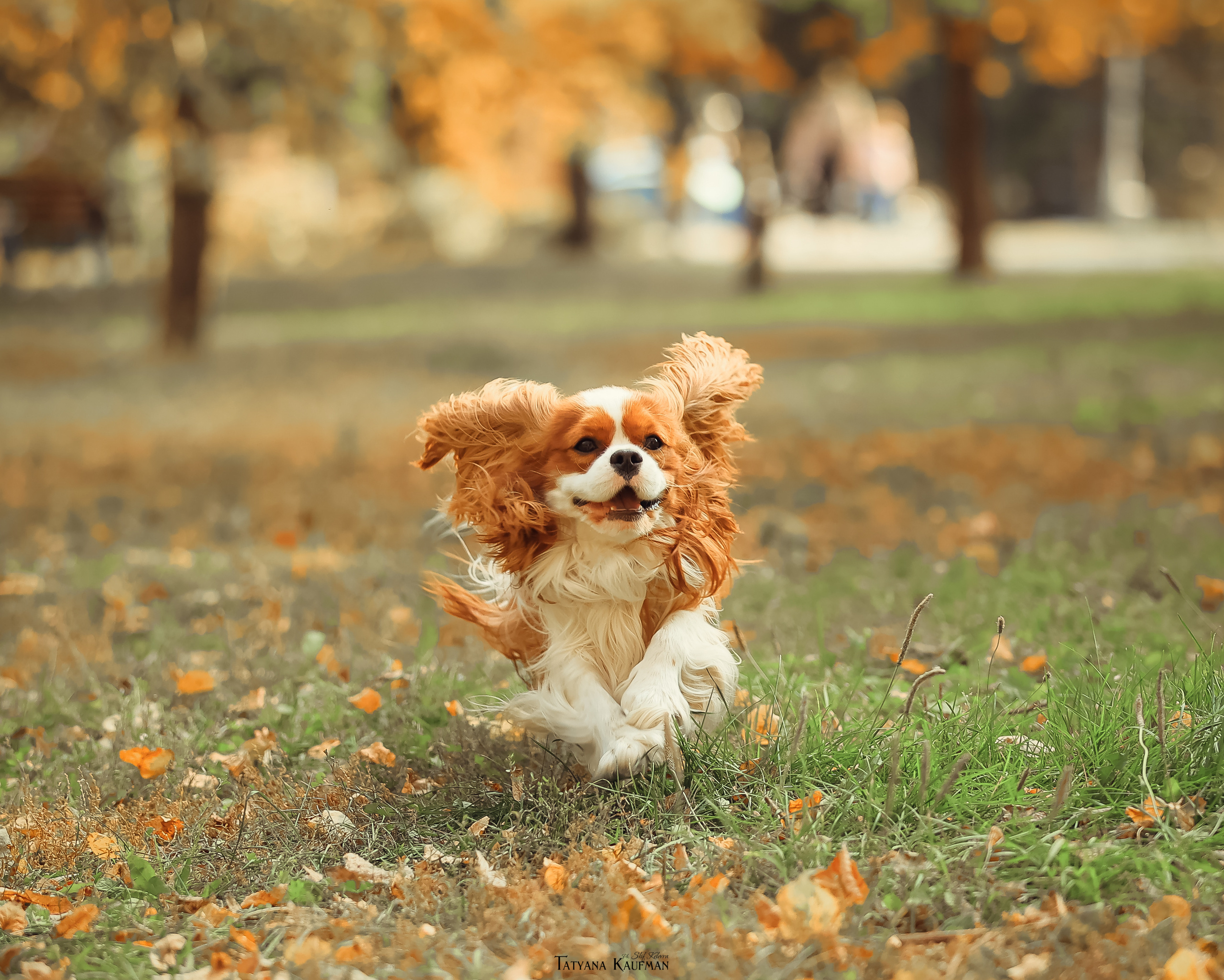 Осенние Корги и Кавалер. Фотограф Анималист из Новосибирска Татьяна Кауфман