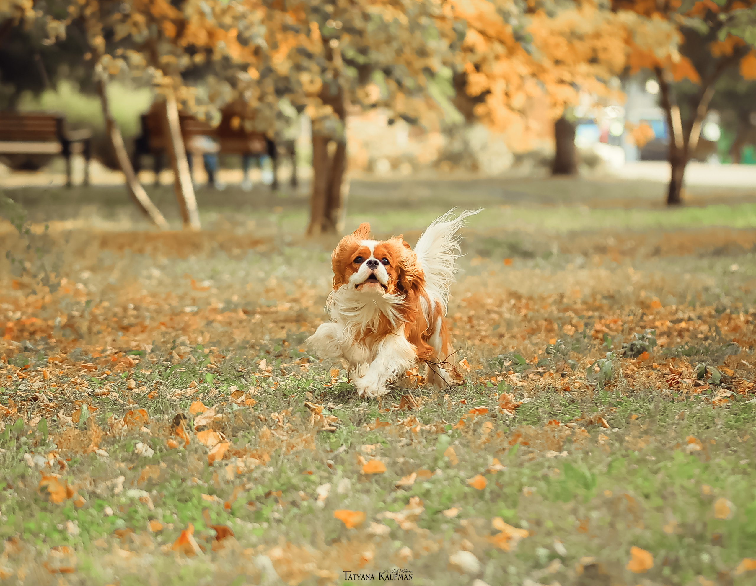 Осенние Корги и Кавалер. Фотограф Анималист из Новосибирска Татьяна Кауфман