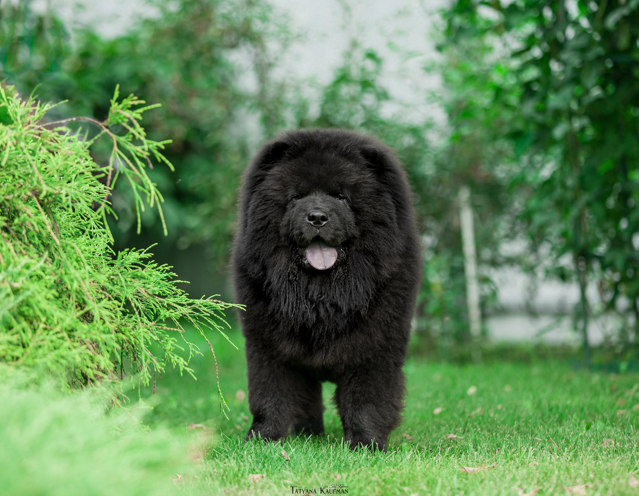 Фотосессия чау-чау. Фотограф Анималист из Новосибирска Татьяна Кауфман