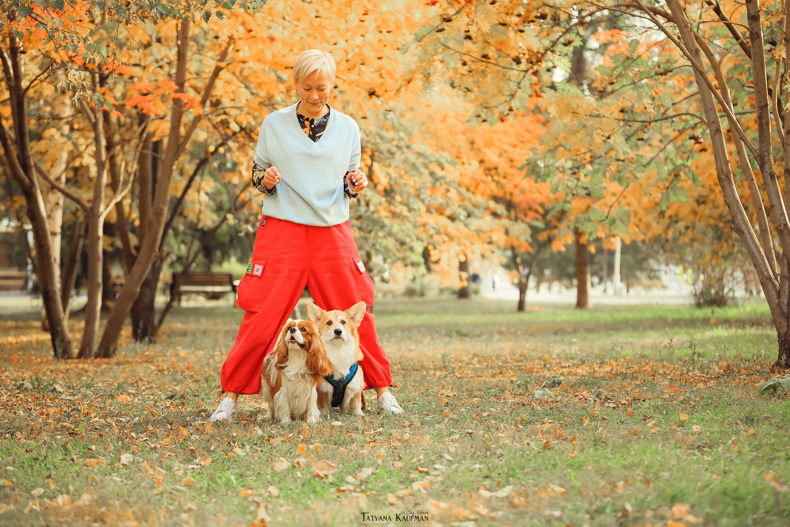 Осенние Корги и Кавалер. Фотограф Анималист из Новосибирска Татьяна Кауфман