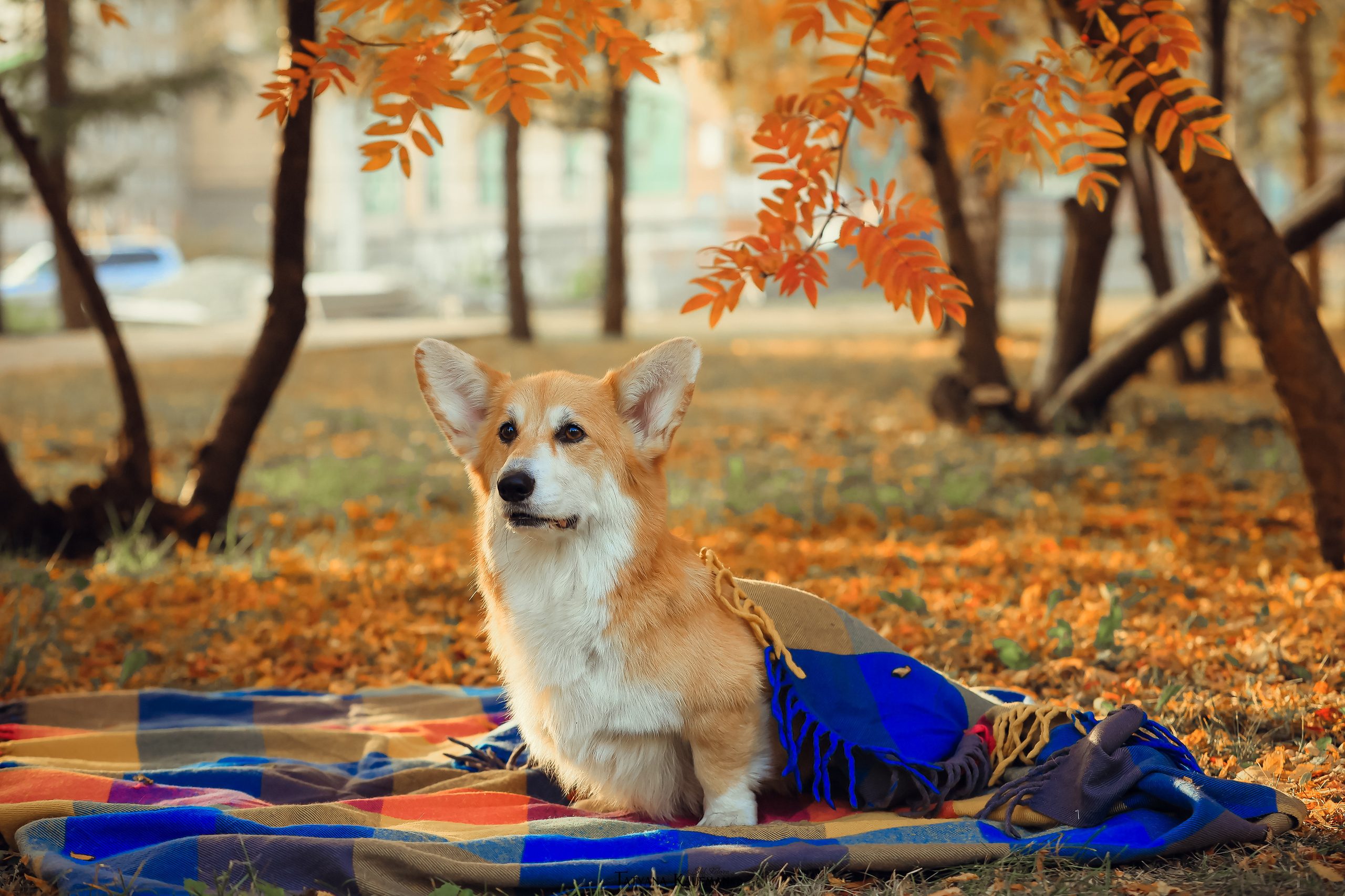 Осенние Корги и Кавалер. Фотограф Анималист из Новосибирска Татьяна Кауфман