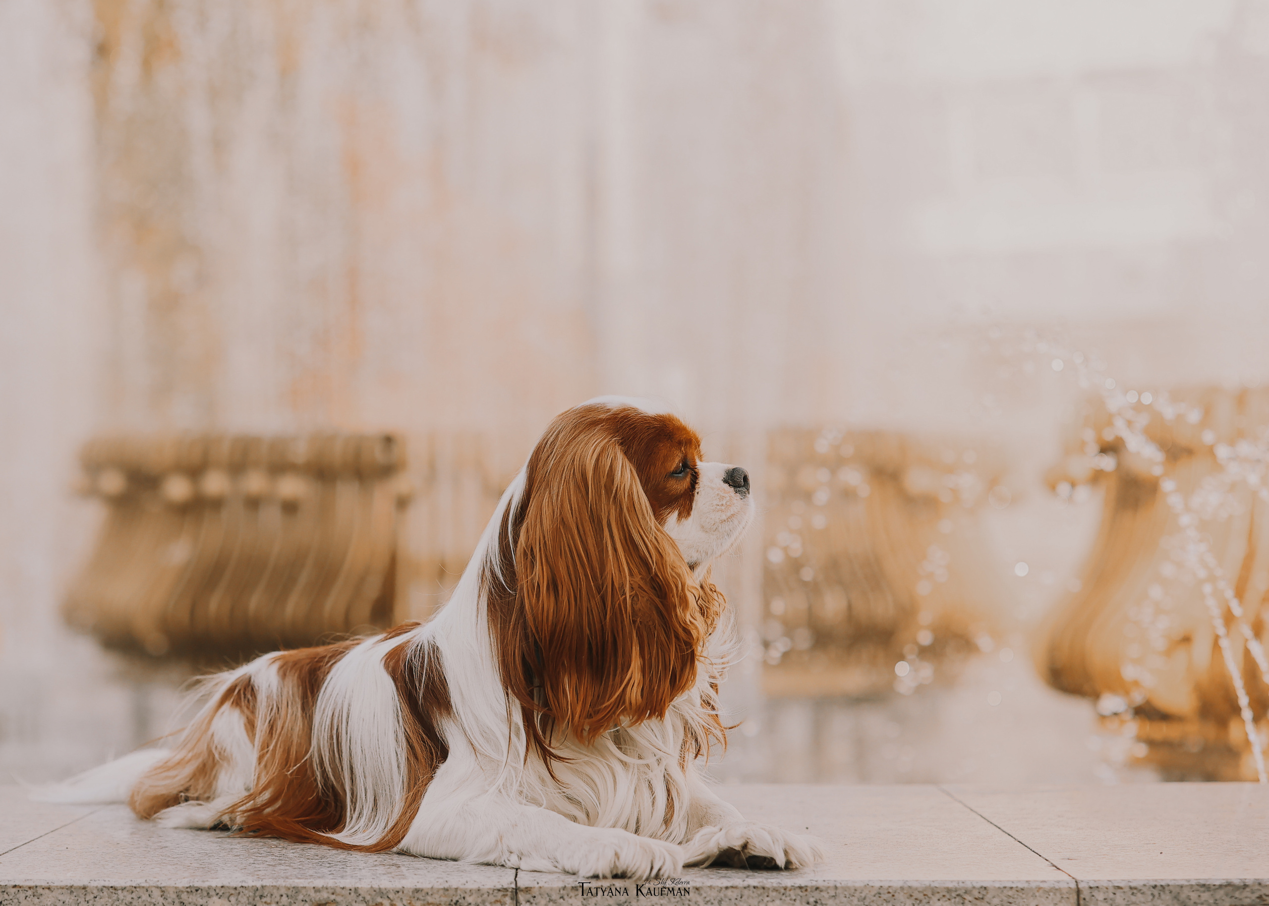 Осенние Корги и Кавалер. Фотограф Анималист из Новосибирска Татьяна Кауфман