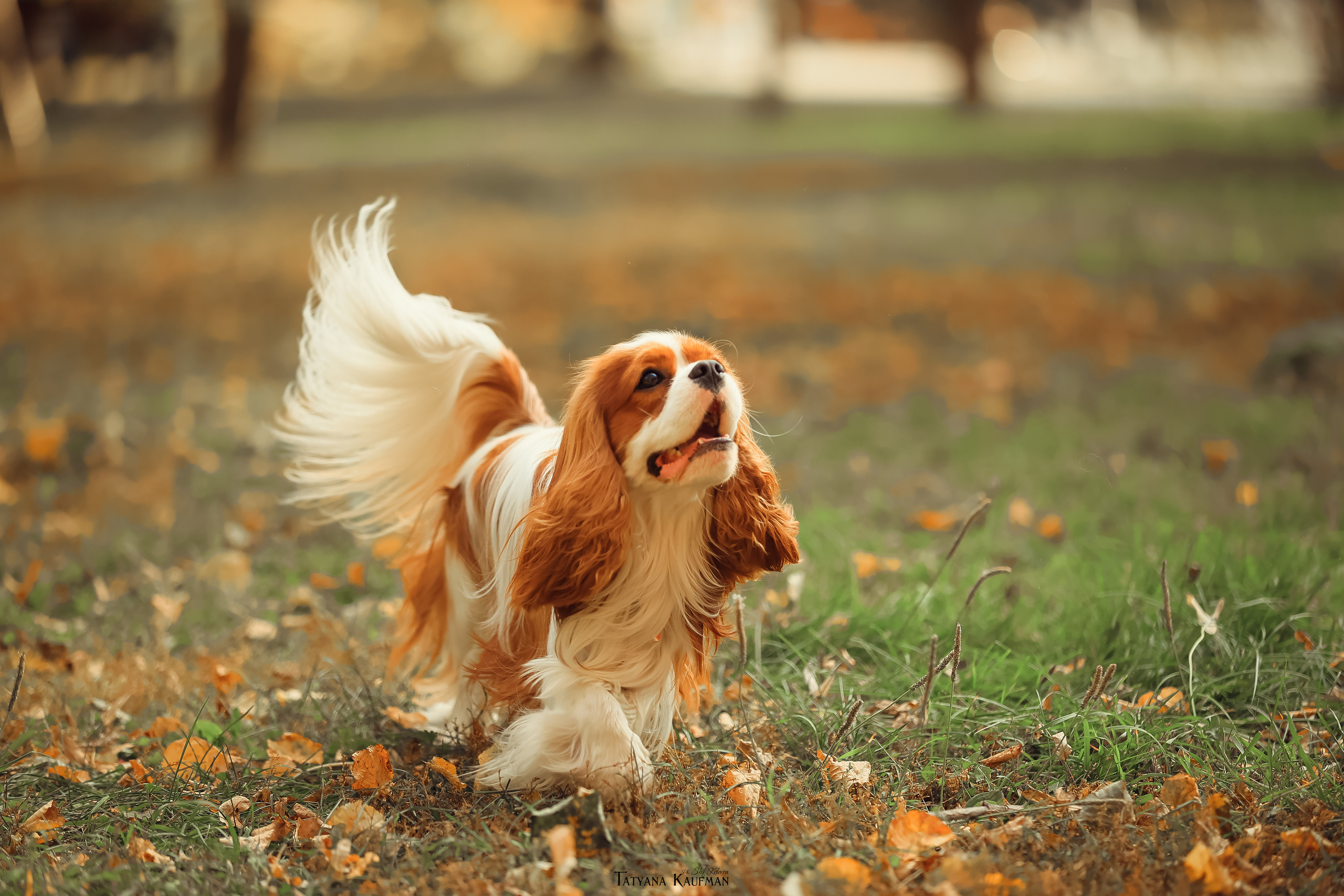 Осенние Корги и Кавалер. Фотограф Анималист из Новосибирска Татьяна Кауфман