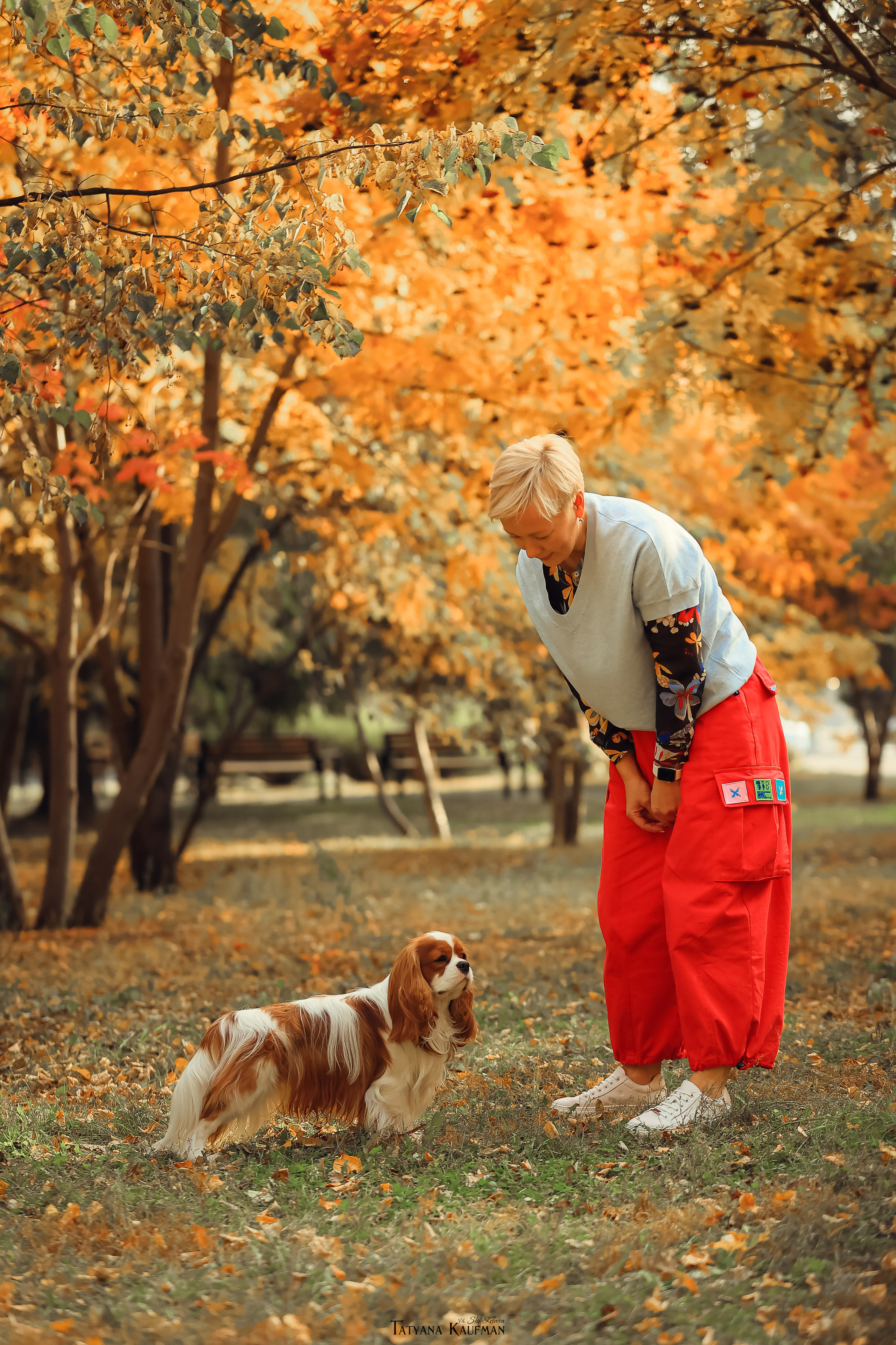 Осенние Корги и Кавалер. Фотограф Анималист из Новосибирска Татьяна Кауфман