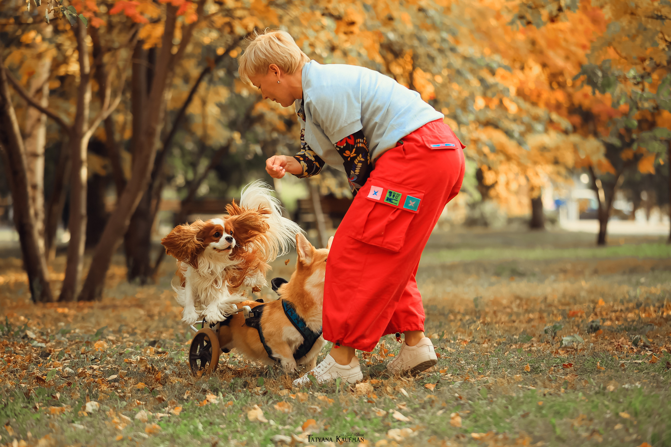 Осенние Корги и Кавалер. Фотограф Анималист из Новосибирска Татьяна Кауфман