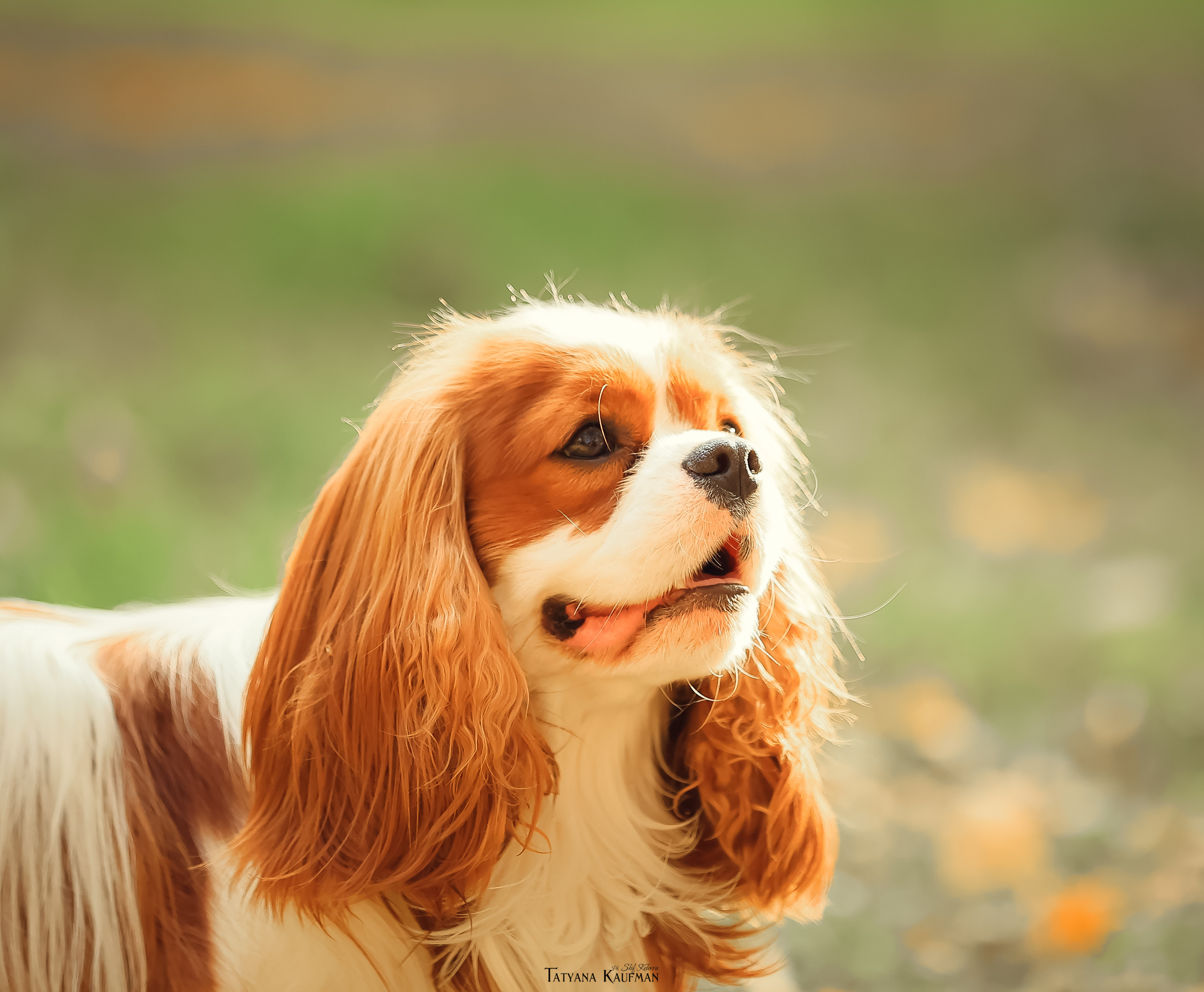 Осенние Корги и Кавалер. Фотограф Анималист из Новосибирска Татьяна Кауфман