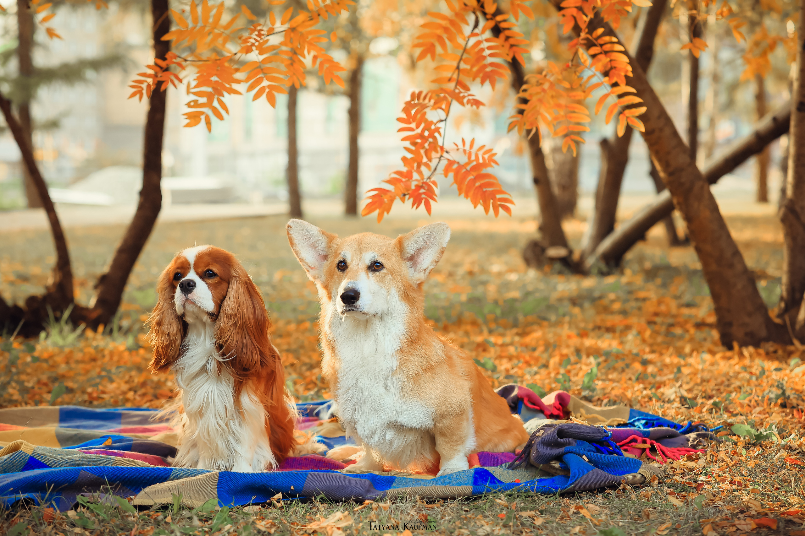Осенние Корги и Кавалер. Фотограф Анималист из Новосибирска Татьяна Кауфман