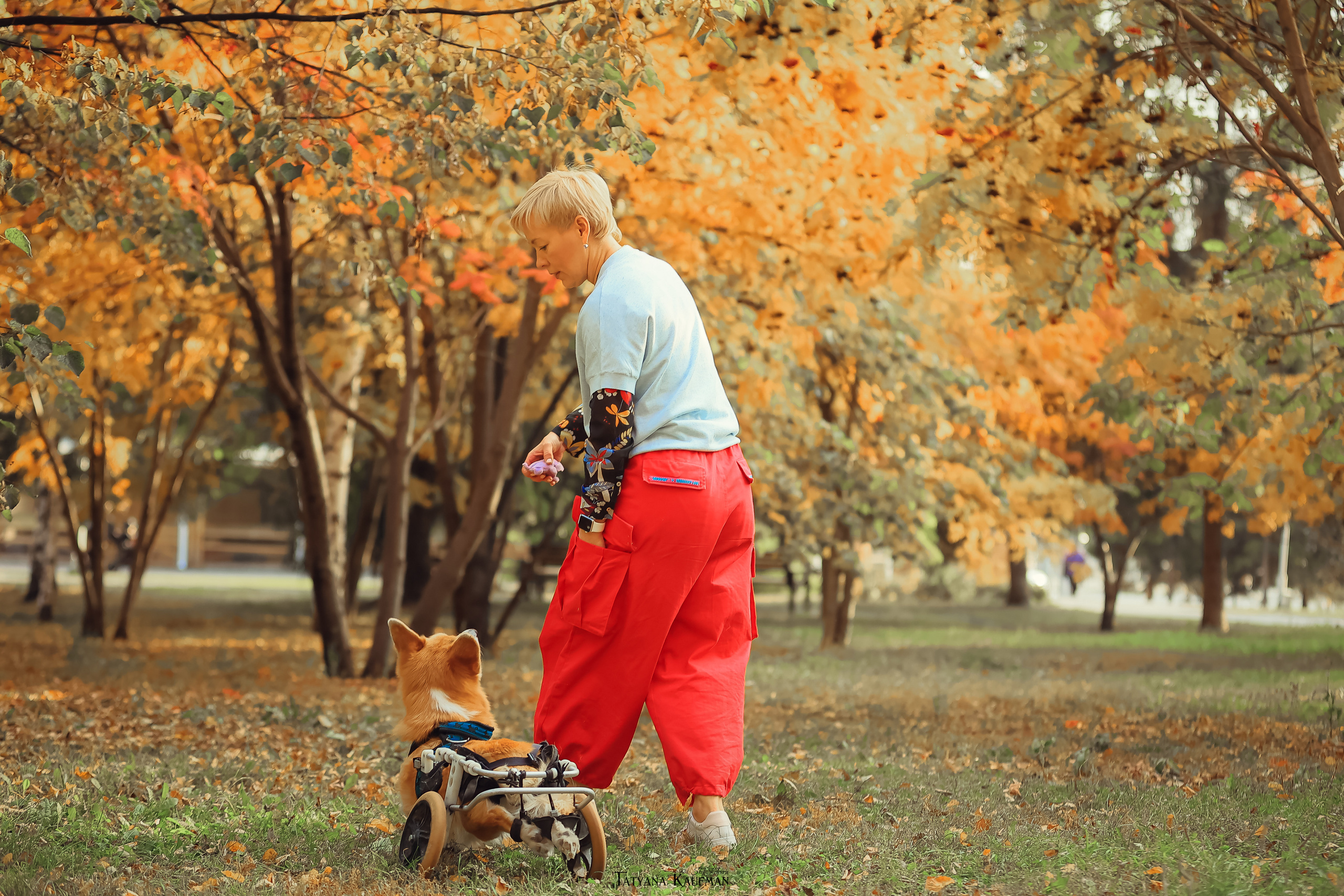Осенние Корги и Кавалер. Фотограф Анималист из Новосибирска Татьяна Кауфман