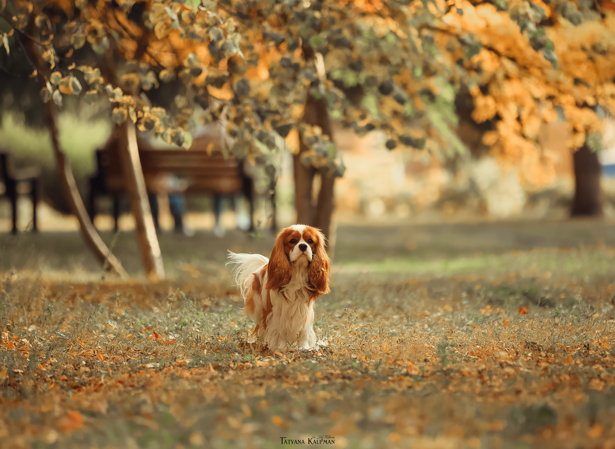 Осенние Корги и Кавалер. Фотограф Анималист из Новосибирска Татьяна Кауфман