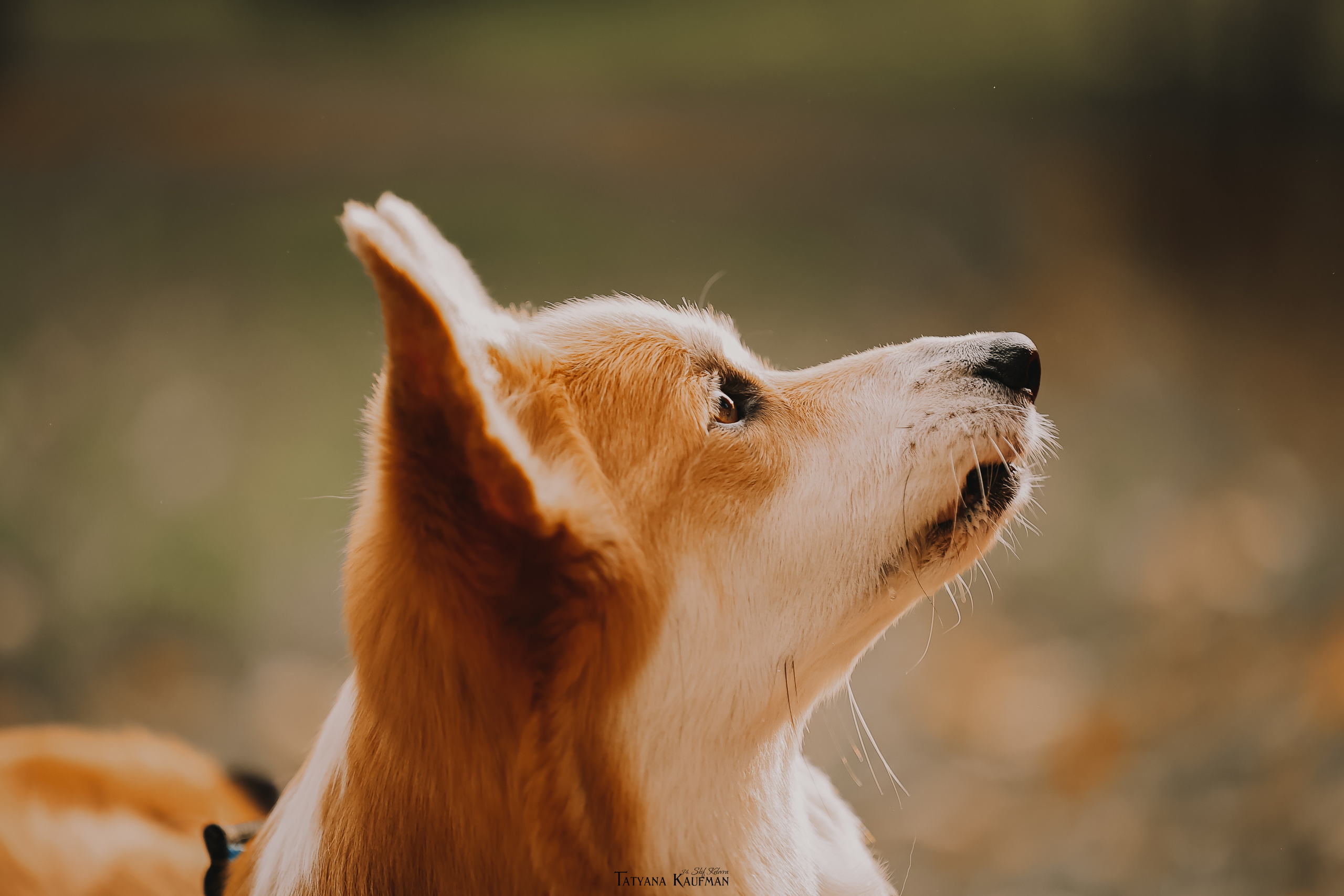 Осенние Корги и Кавалер. Фотограф Анималист из Новосибирска Татьяна Кауфман