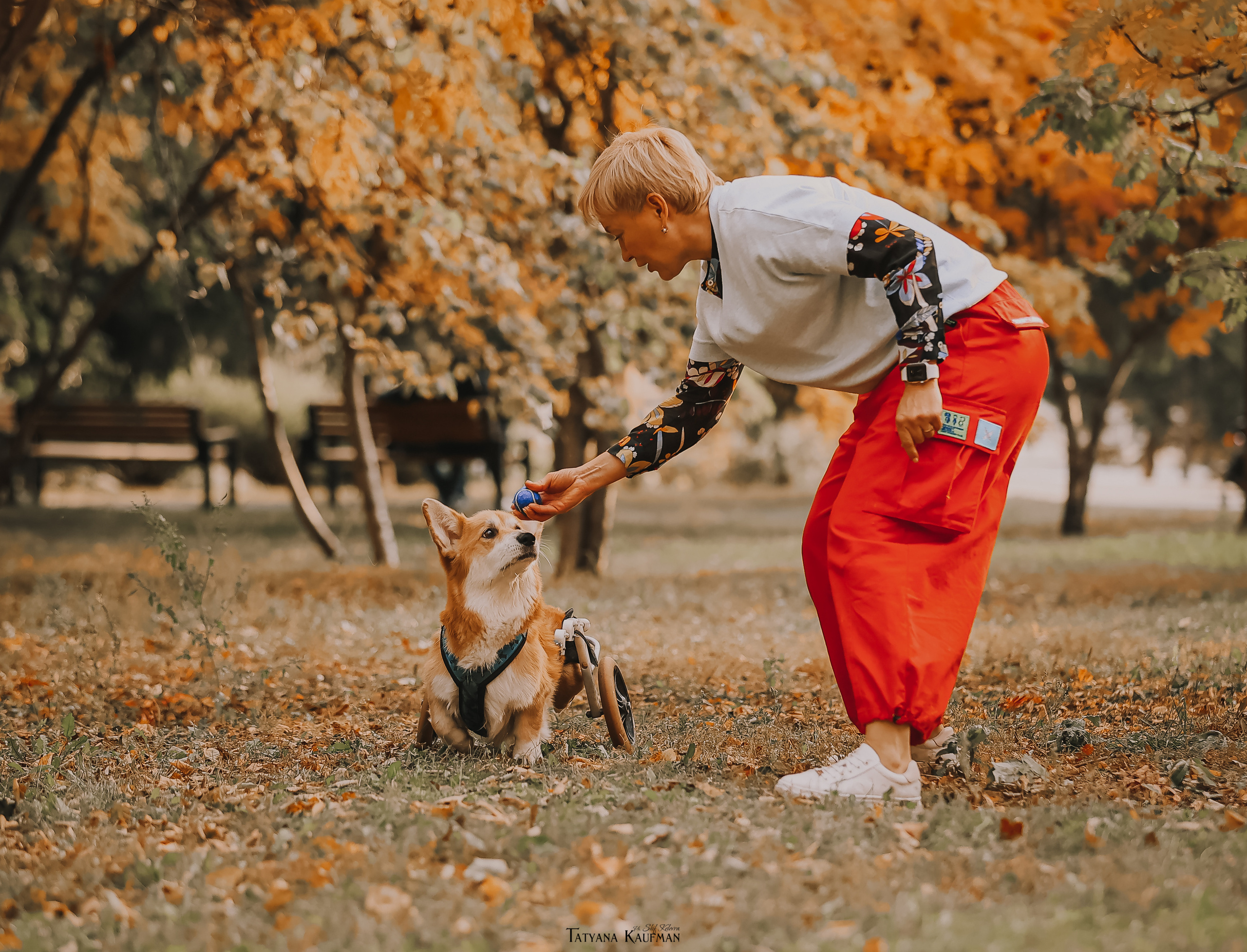Осенние Корги и Кавалер. Фотограф Анималист из Новосибирска Татьяна Кауфман