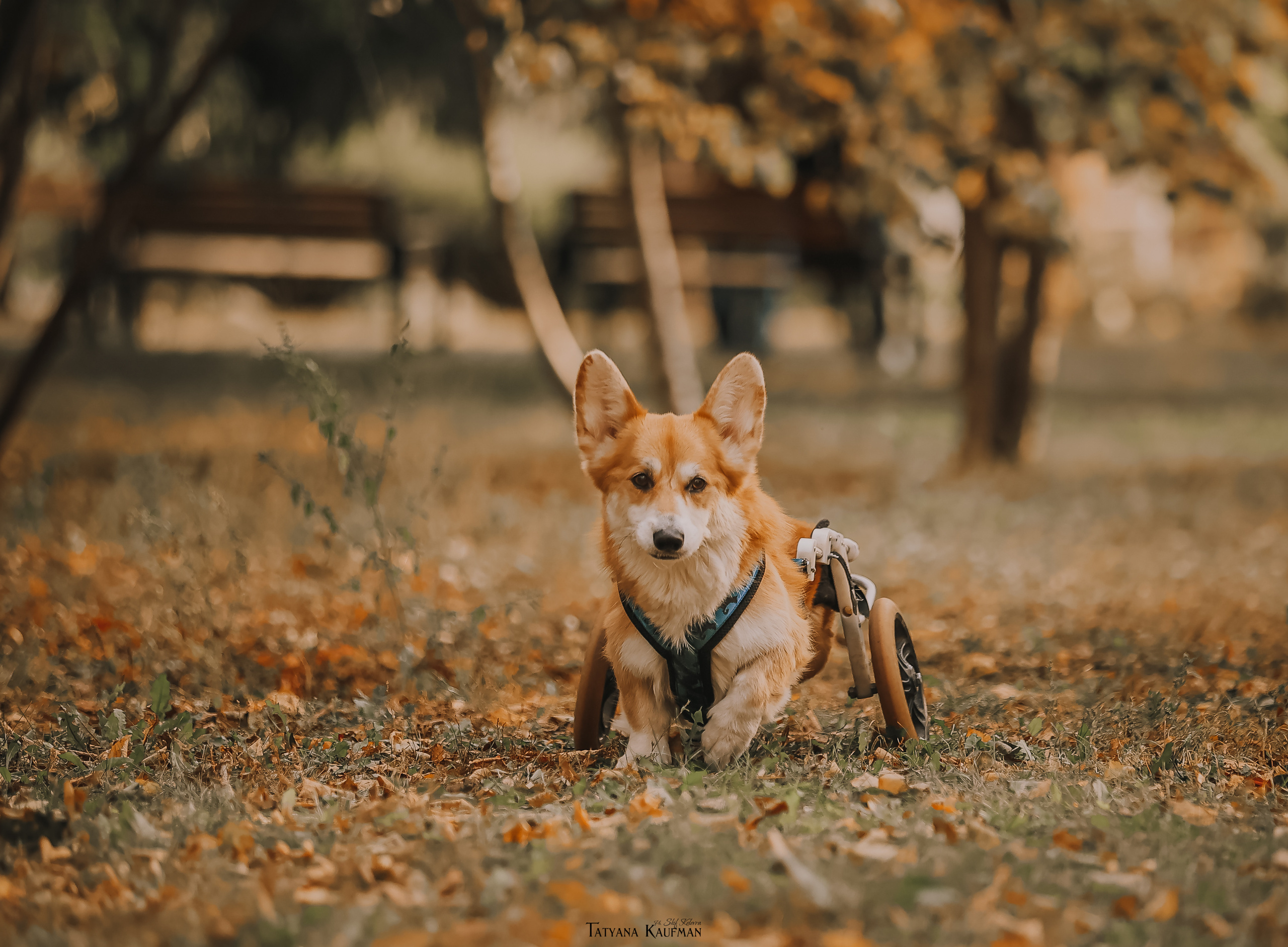 Осенние Корги и Кавалер. Фотограф Анималист из Новосибирска Татьяна Кауфман