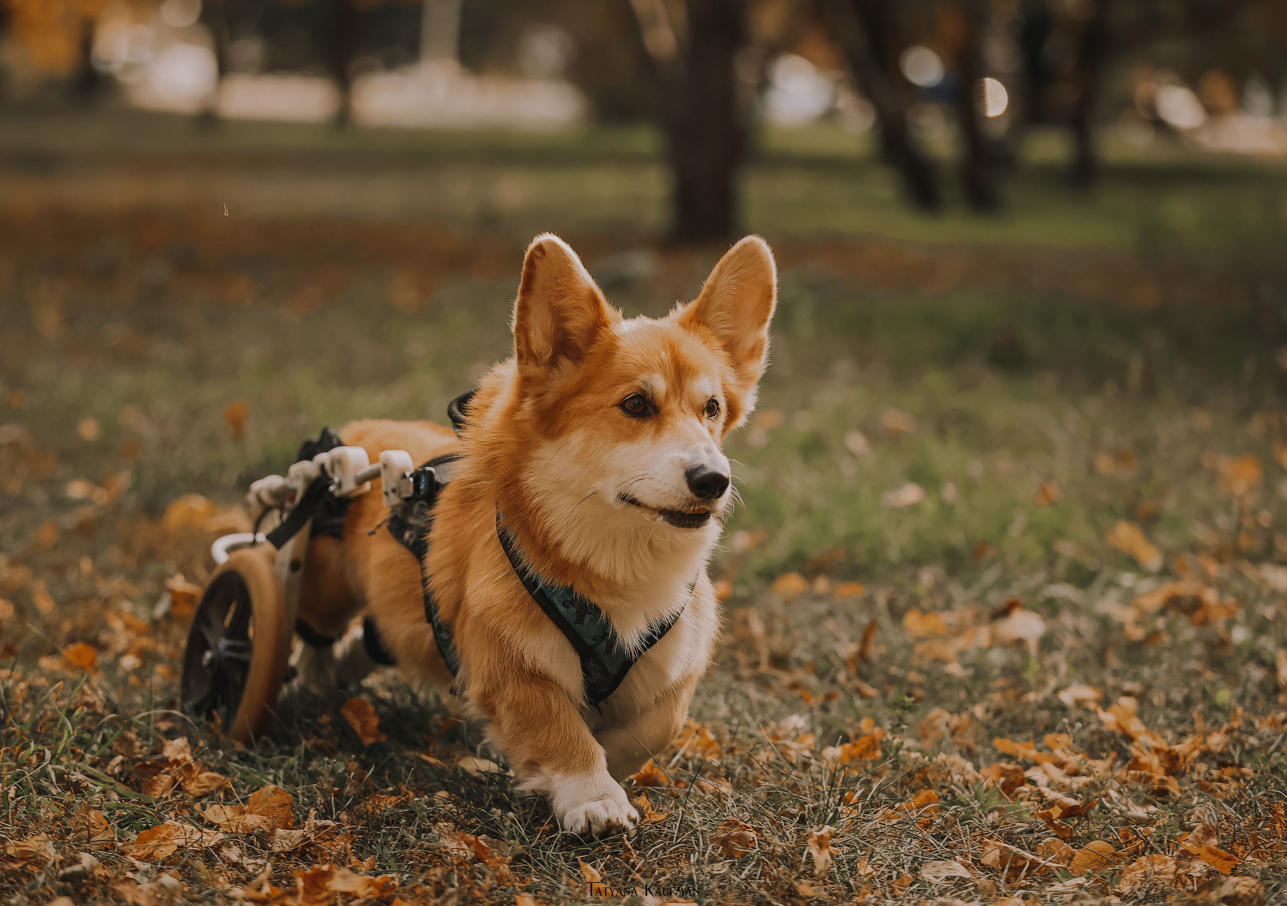 Осенние Корги и Кавалер. Фотограф Анималист из Новосибирска Татьяна Кауфман