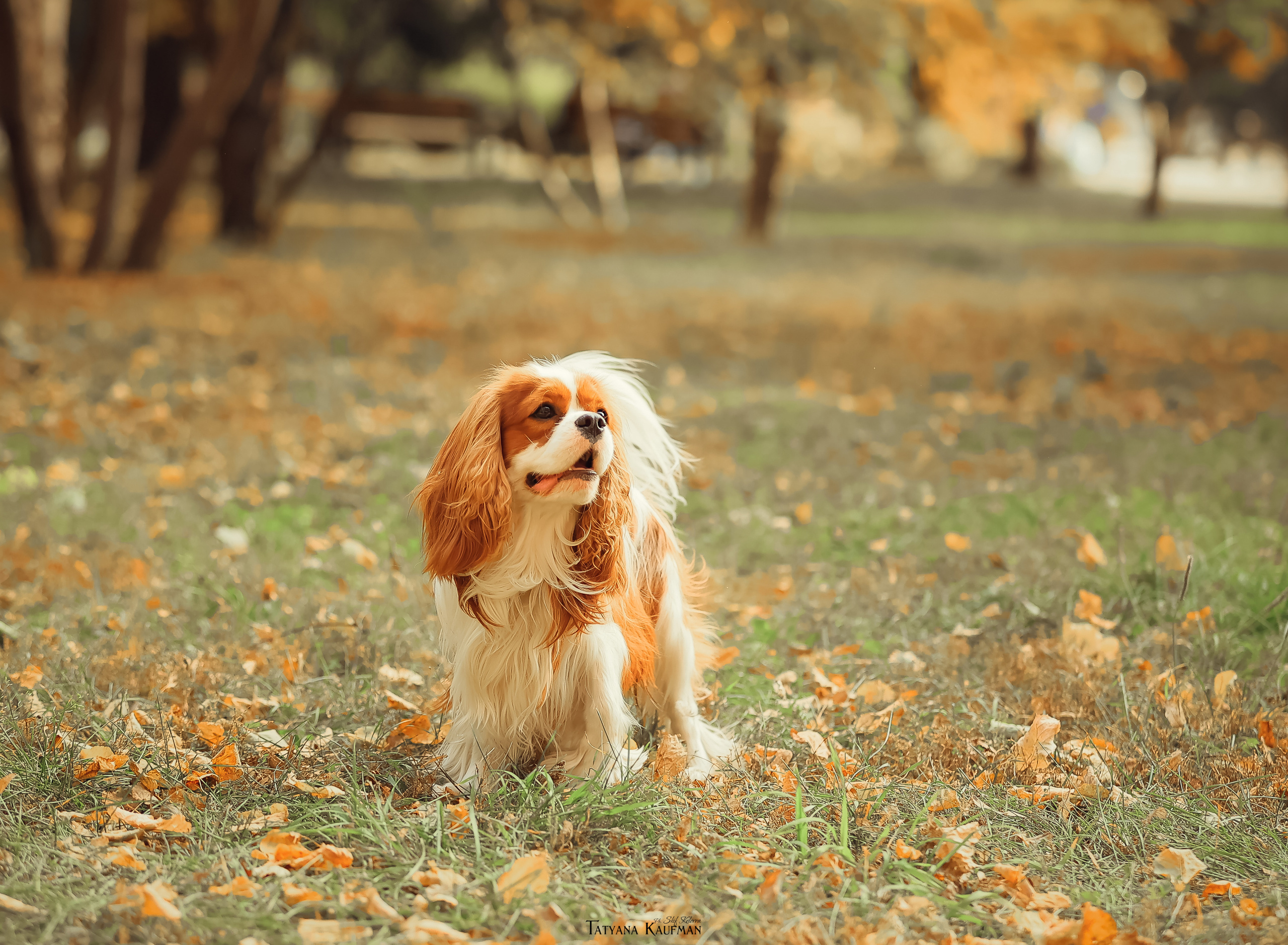 Осенние Корги и Кавалер. Фотограф Анималист из Новосибирска Татьяна Кауфман