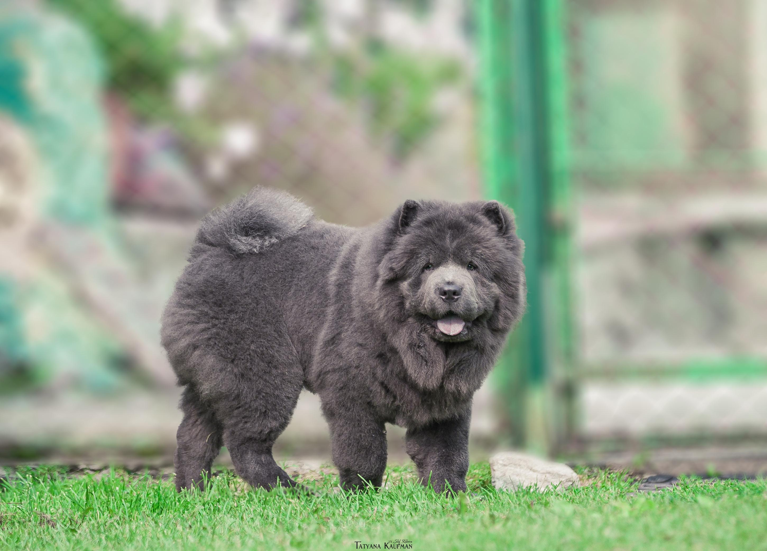 Фотосессия чау-чау. Фотограф Анималист из Новосибирска Татьяна Кауфман