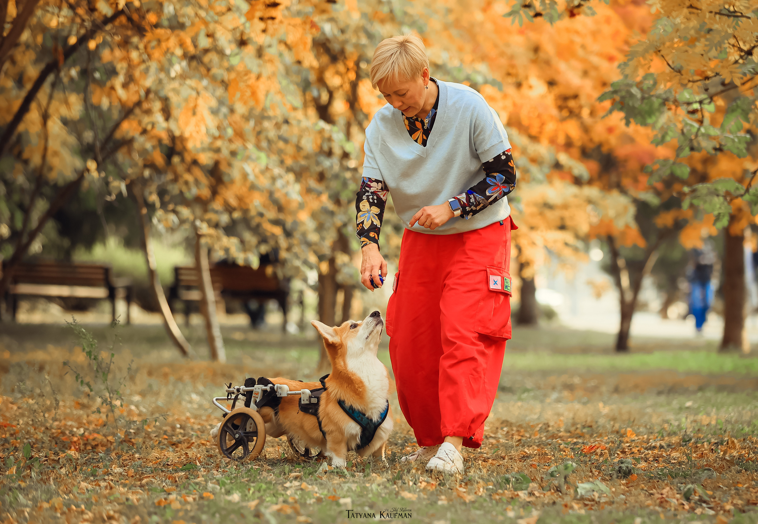 Осенние Корги и Кавалер. Фотограф Анималист из Новосибирска Татьяна Кауфман