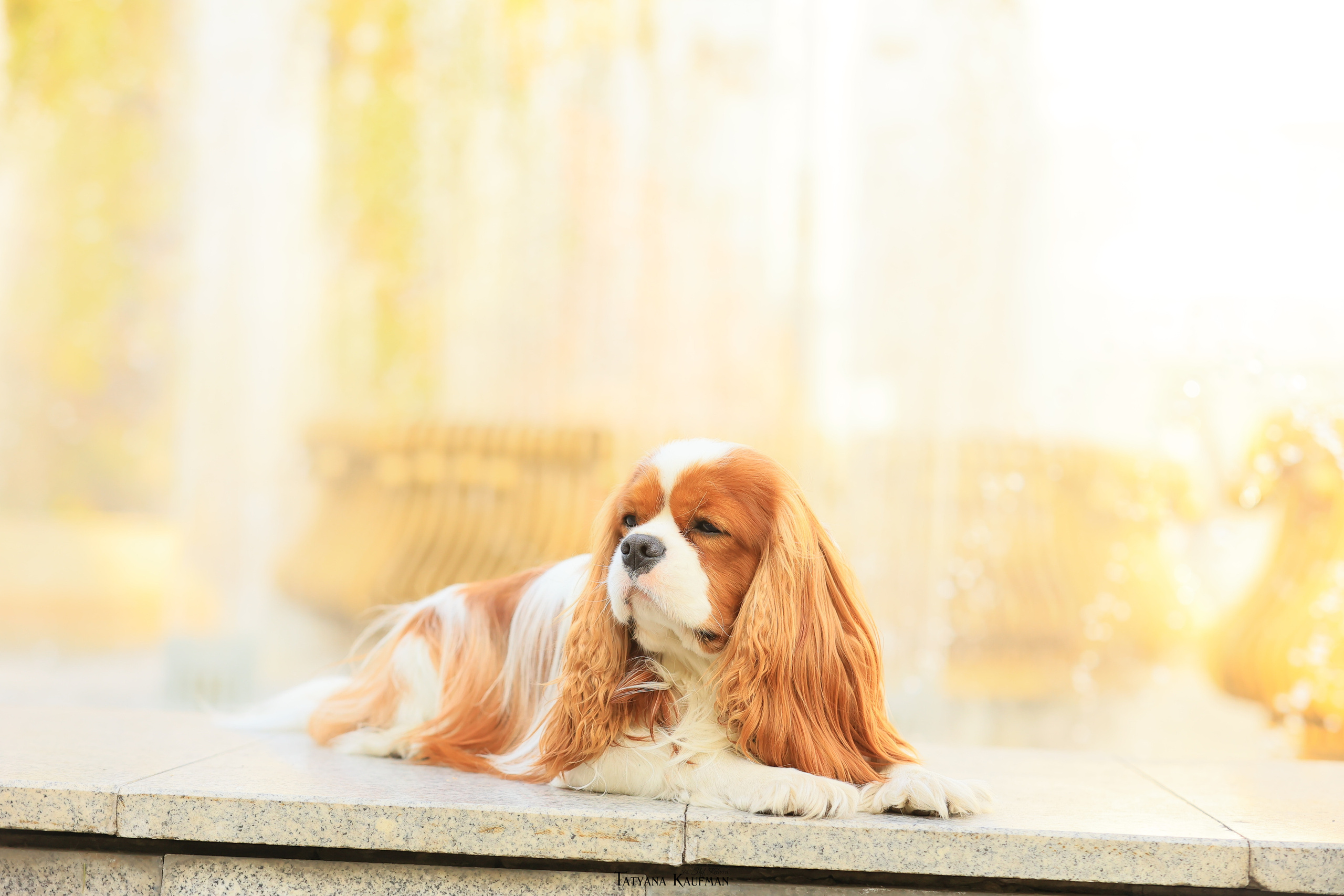 Осенние Корги и Кавалер. Фотограф Анималист из Новосибирска Татьяна Кауфман