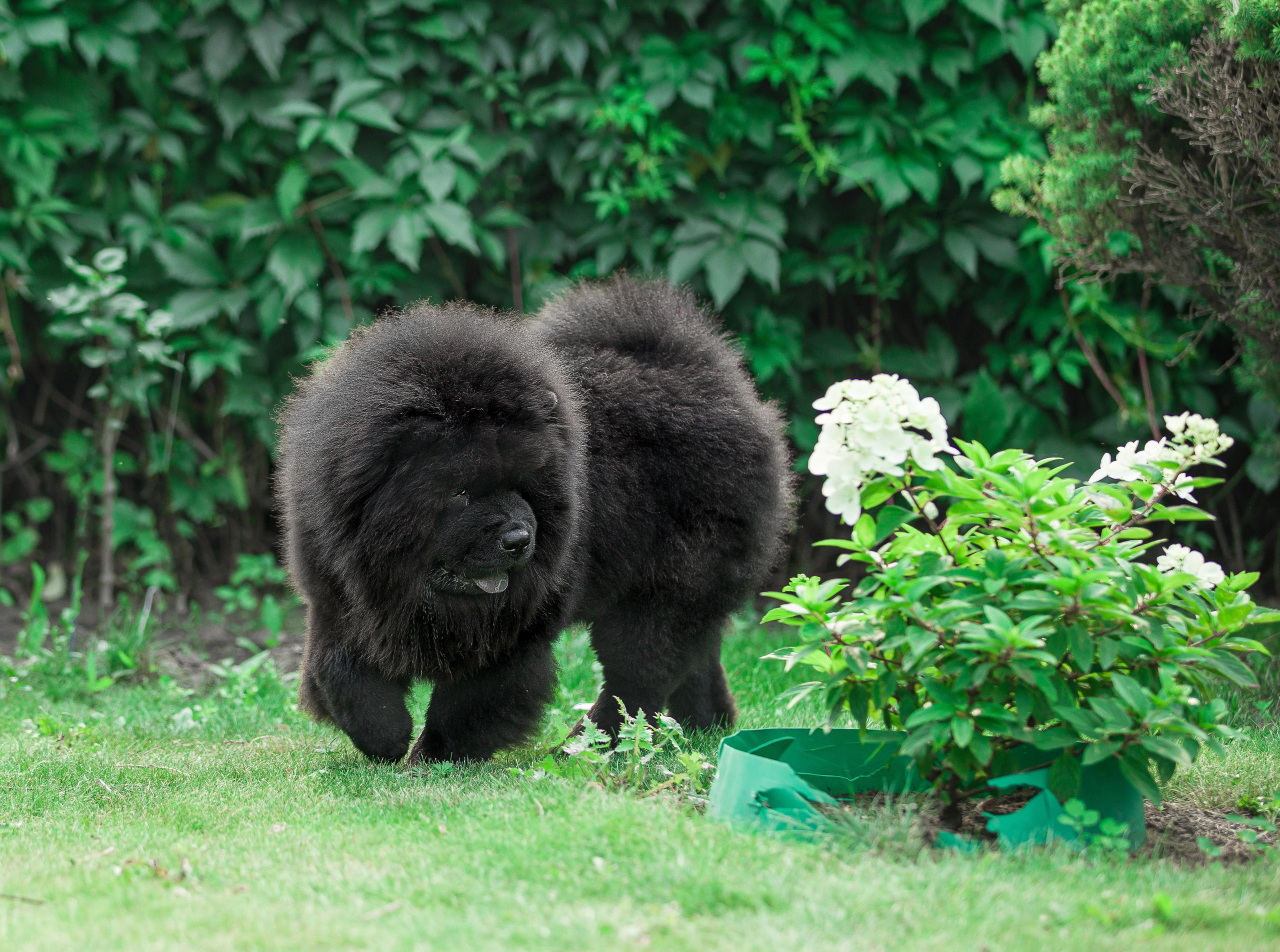 Фотосессия чау-чау. Фотограф Анималист из Новосибирска Татьяна Кауфман