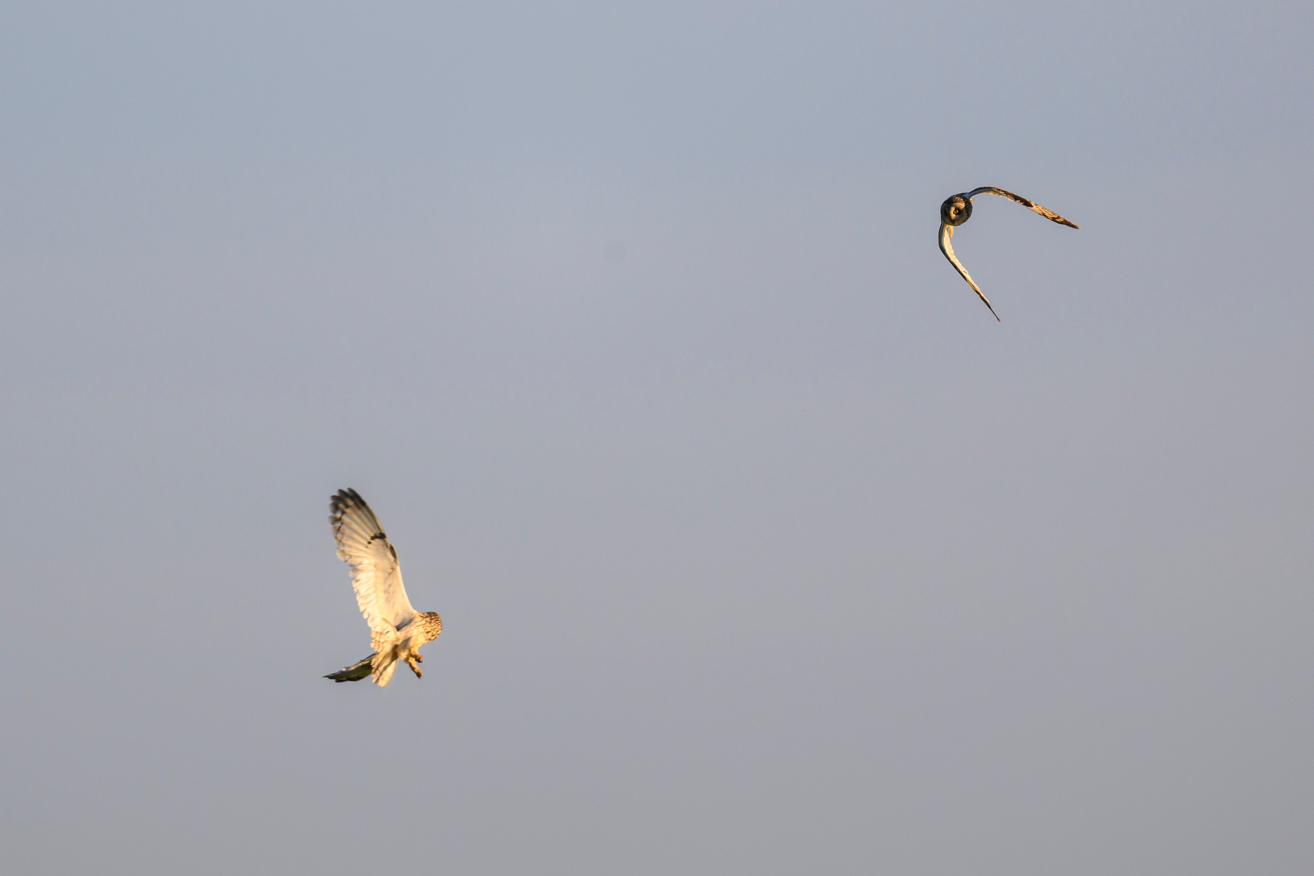 Битва сов и кормление совят. The Owl Battle and Feeding the Nestlings. Фотограф Сергей Пупонин