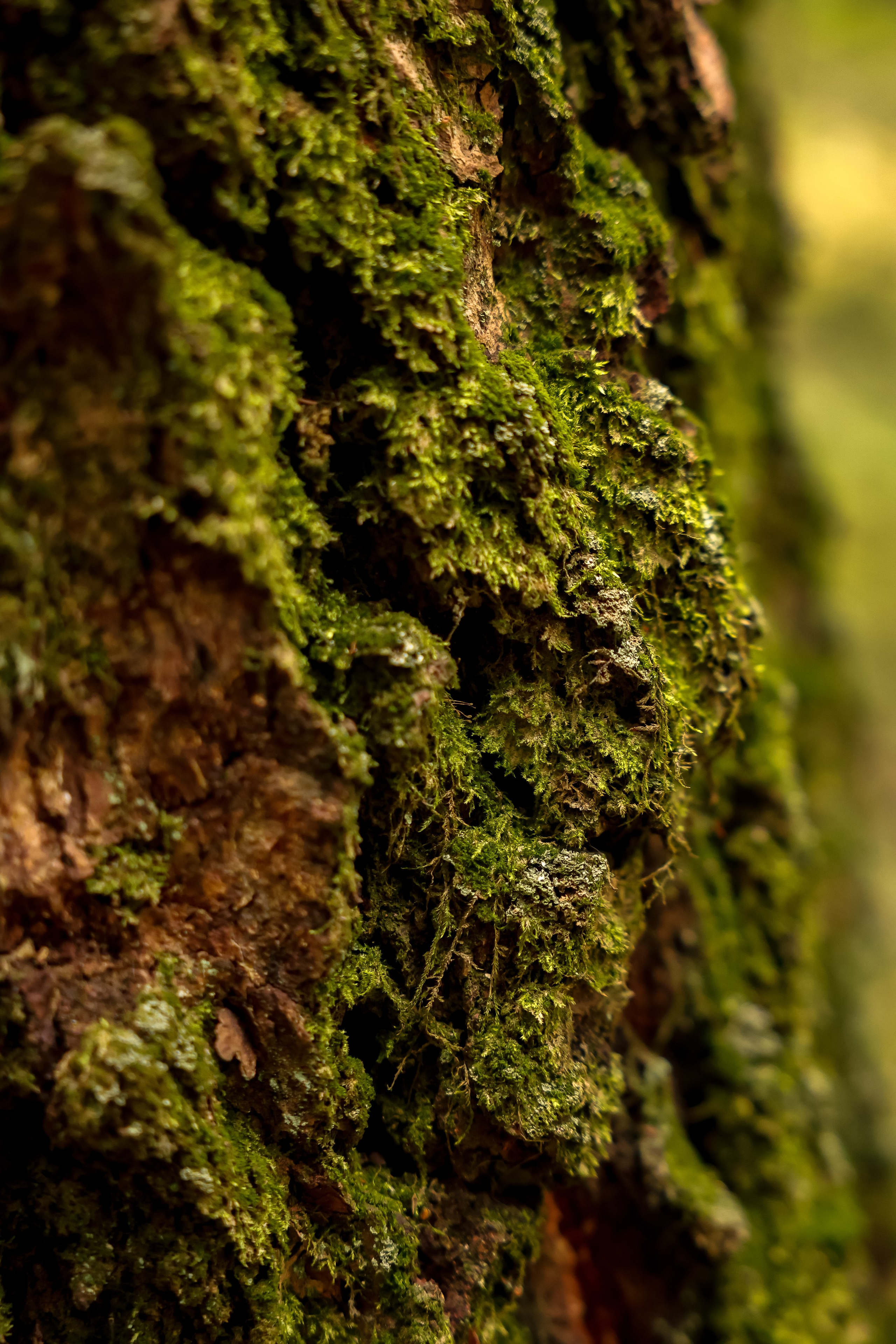 Ольга в лесу. Дарья Бухреева — фотограф, видеограф и фототерапевт. Москва и мир