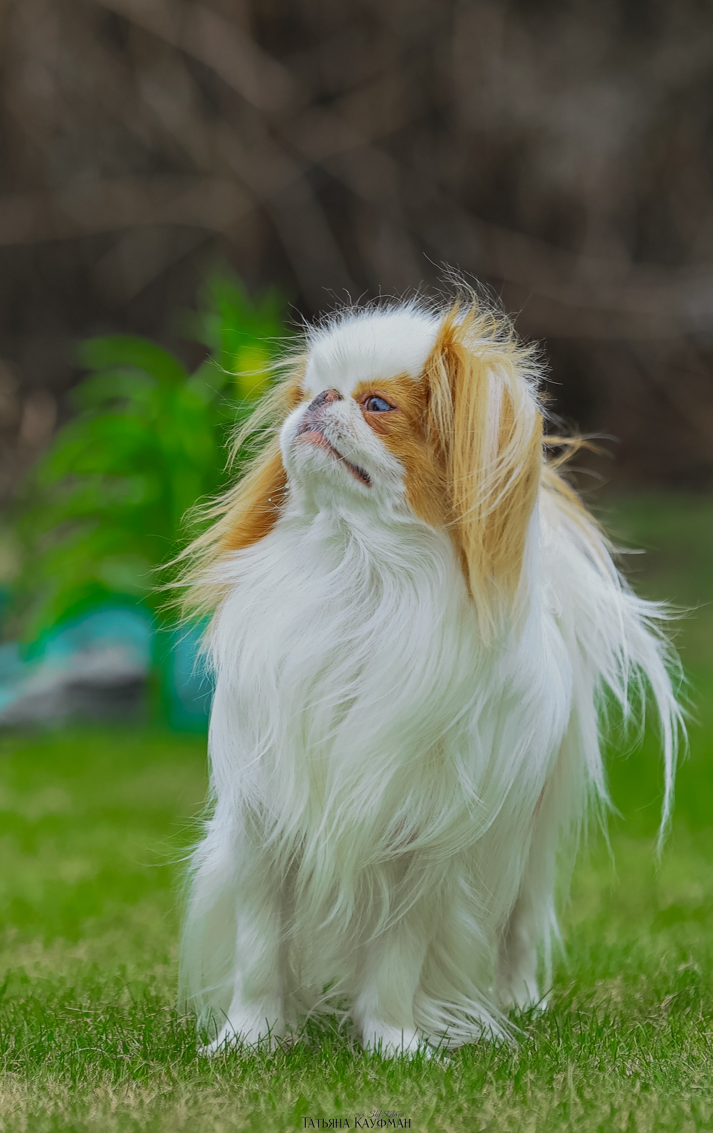 Японский хин, фотография японский хин, собака в цветах, красивая собака, фотограф анималист, фотокурс Анималистика, научиться фотографировать собак, фотограф Новосибирск