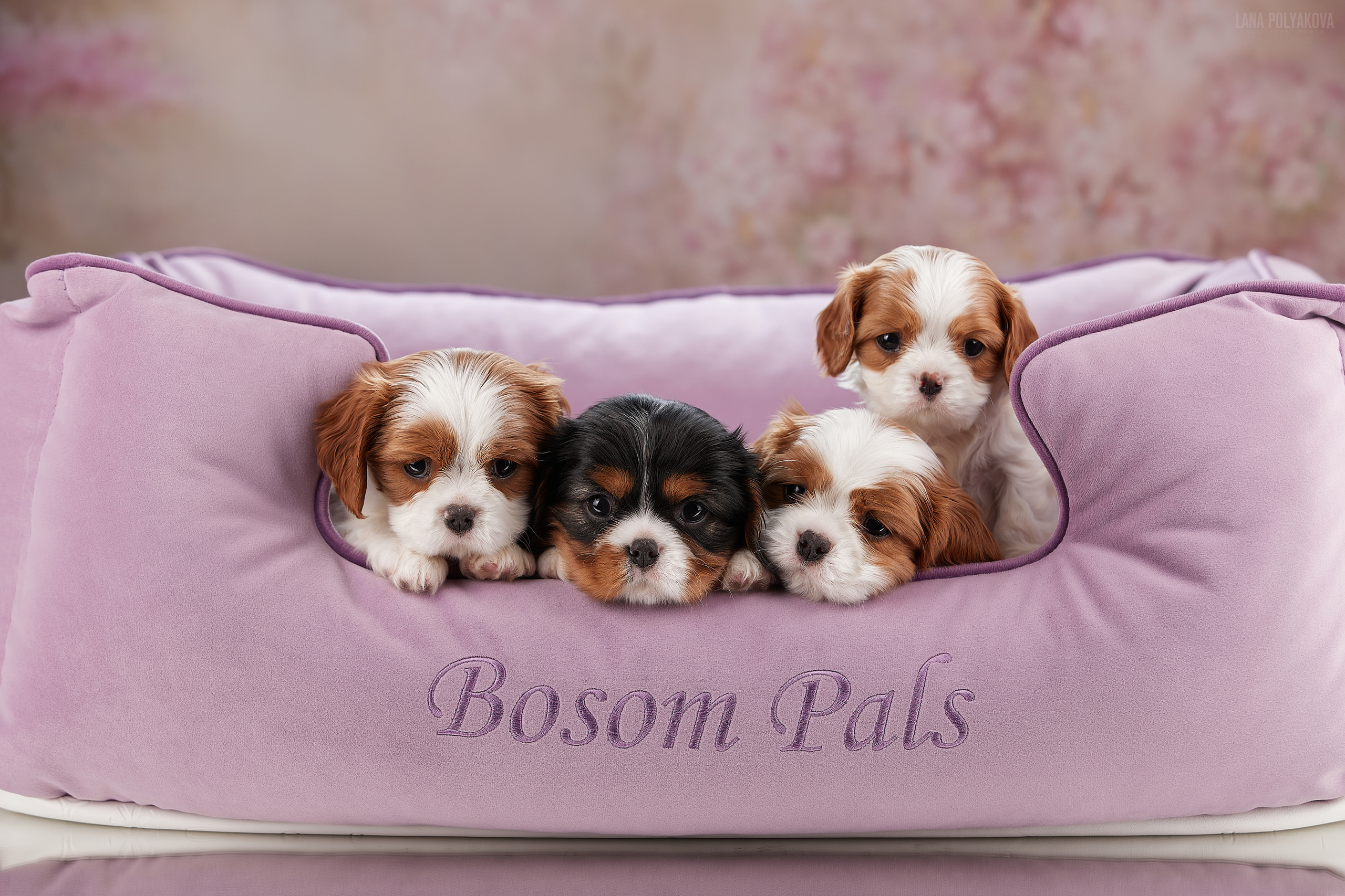 Съемка щенков на дому в Санкт-Петербурге, кавалер кинг чарльз спаниель