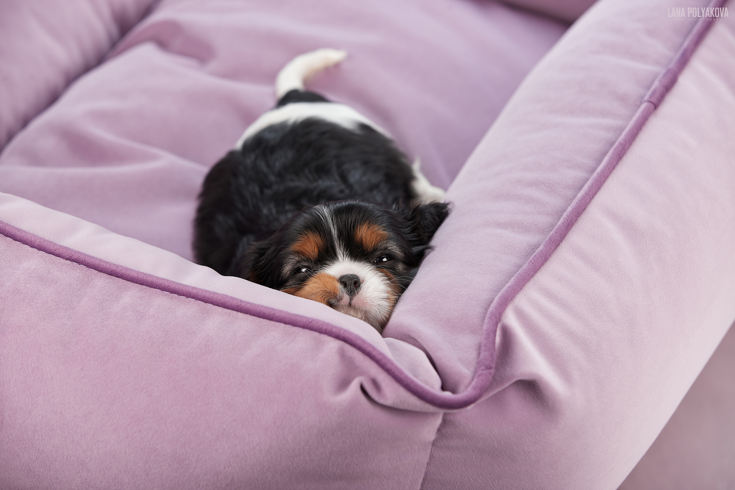 Съемка щенков на дому в Санкт-Петербурге, кавалер кинг чарльз спаниель