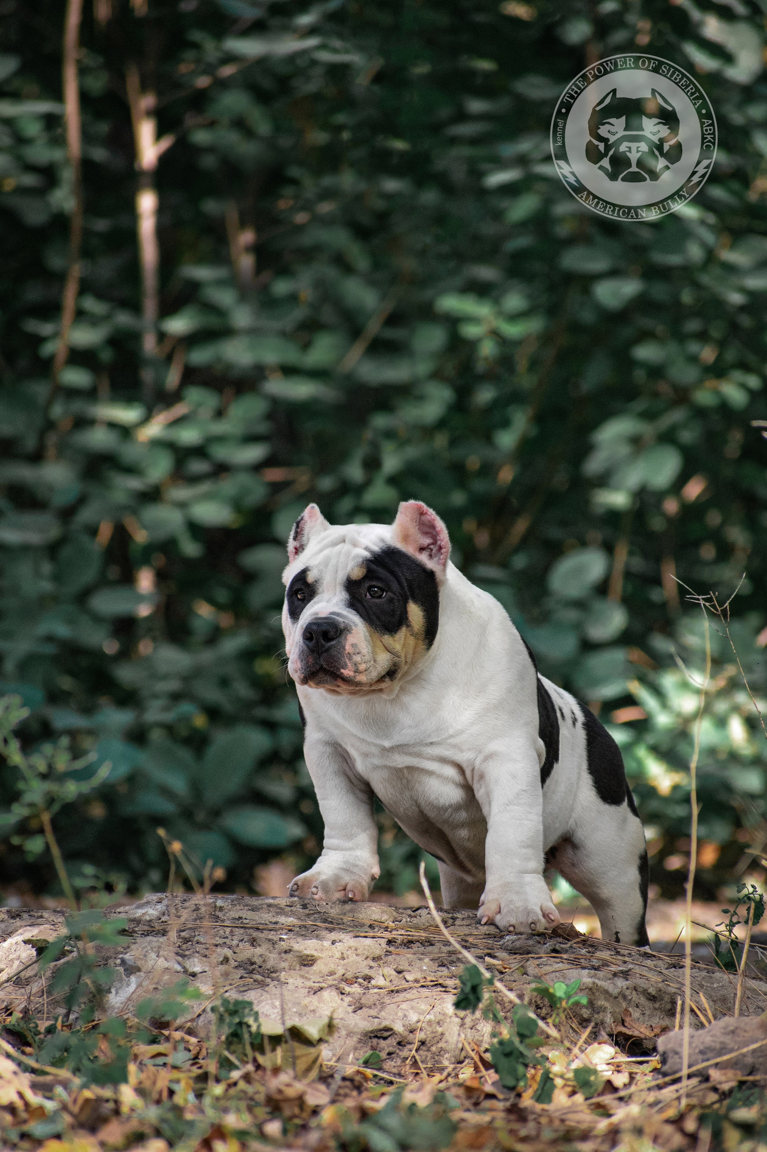 Булли покет щенок на фотосессии стоит на камне с зеленым фоном