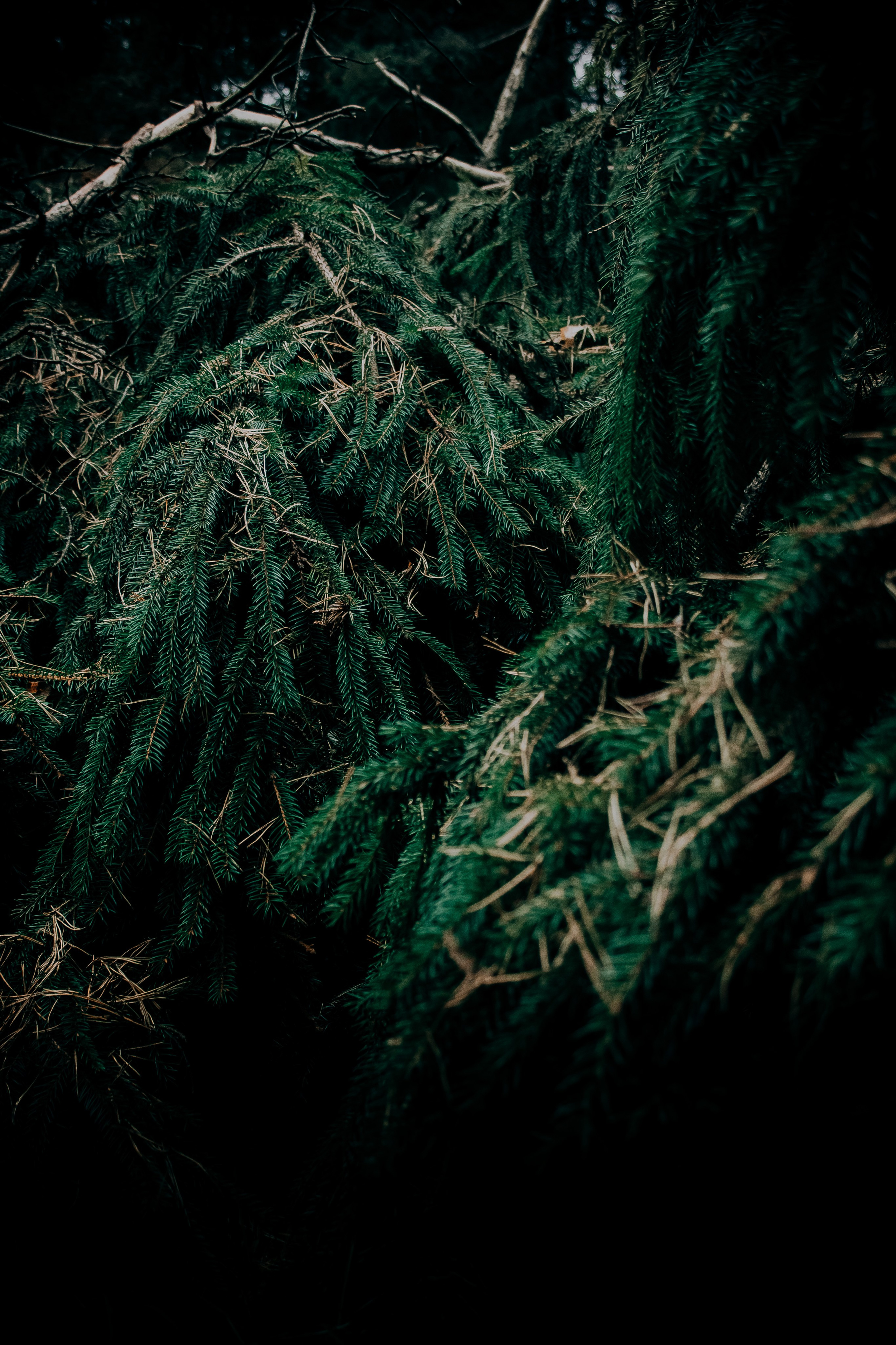 Фотография. Фотограф и видеограф DOSERZH (Добрин Сергей) в городе Москва и МО